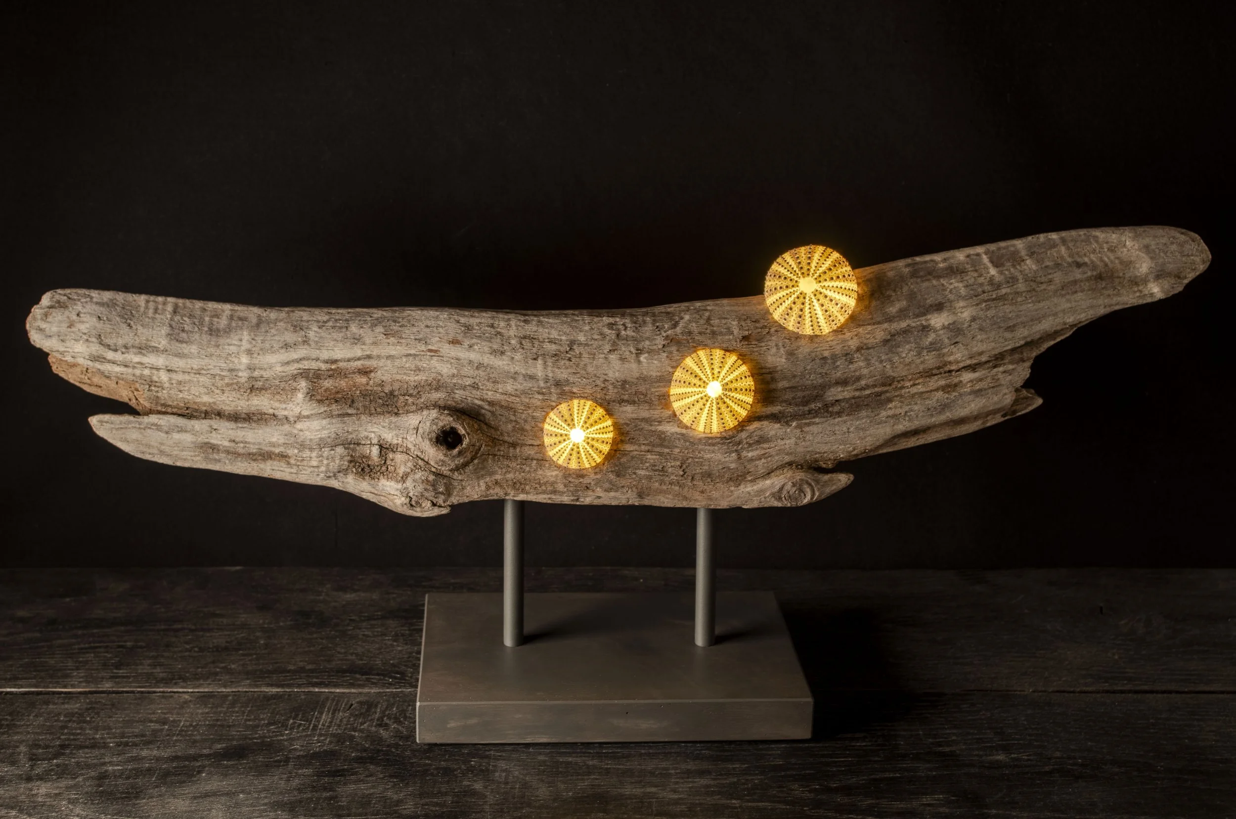 Seeigel · Treibholz · Licht