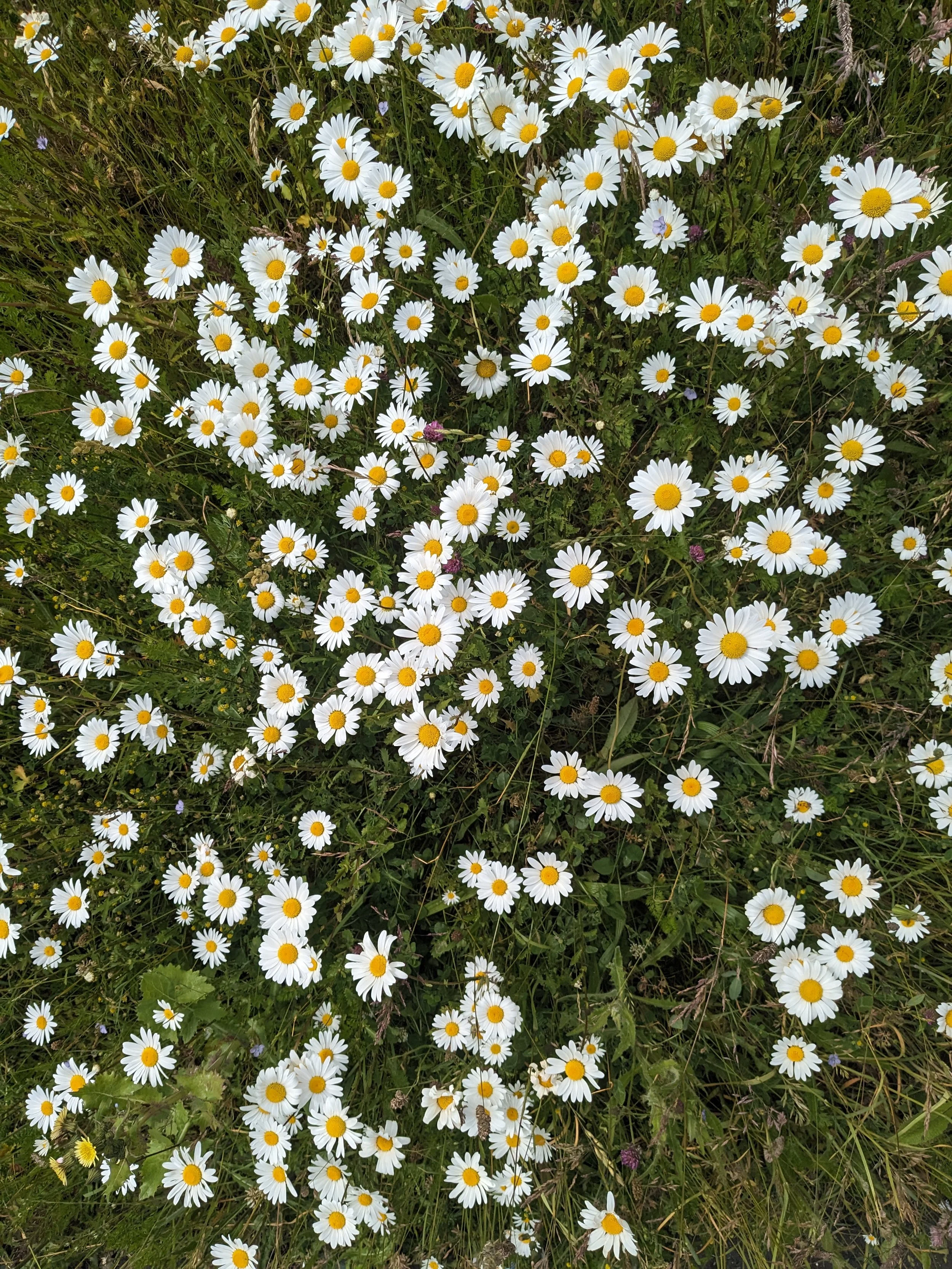 Therapy-in-nature.jpg