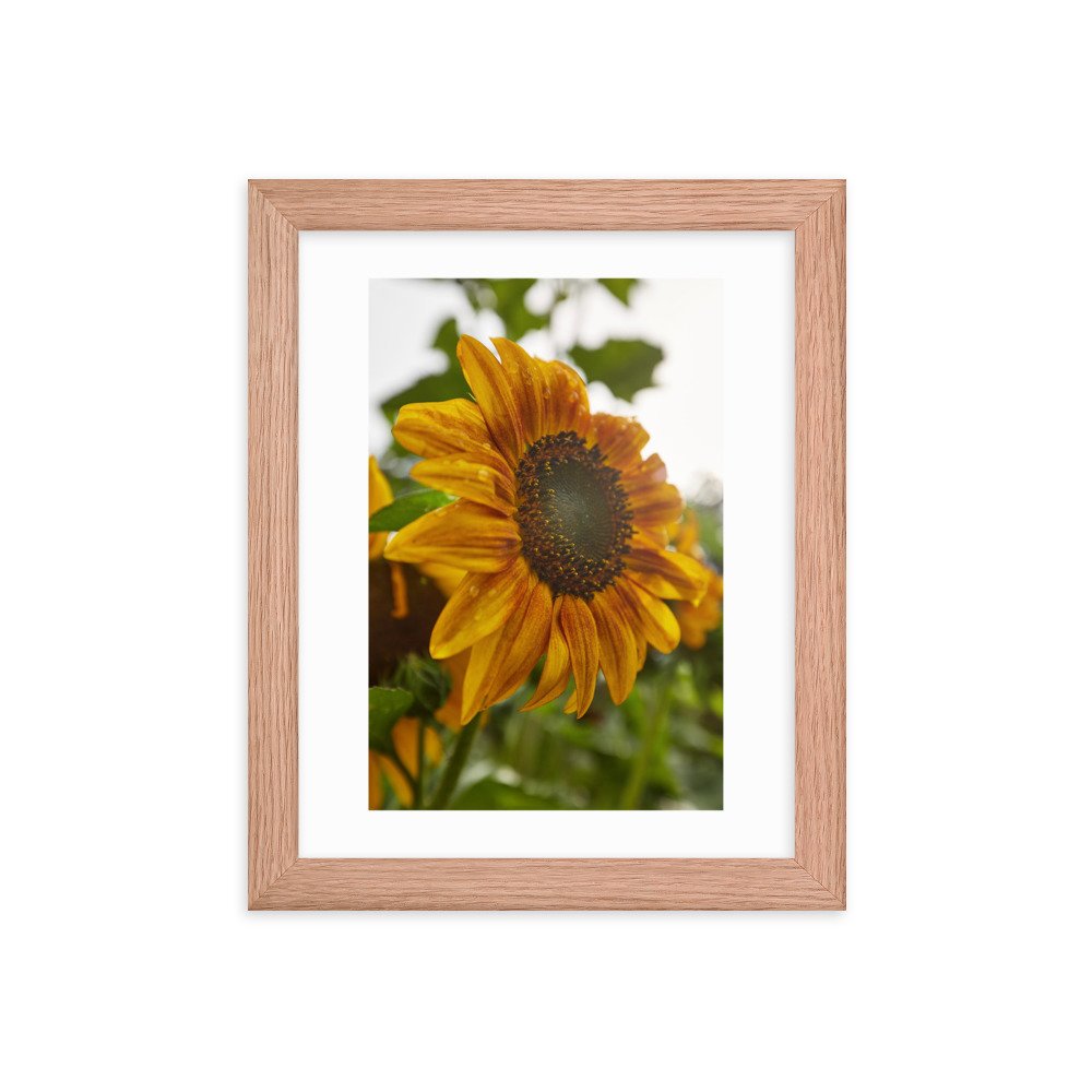 enhanced-matte-paper-framed-poster-(in)-red-oak-8x10-transparent-672a25bbeba3a.jpg