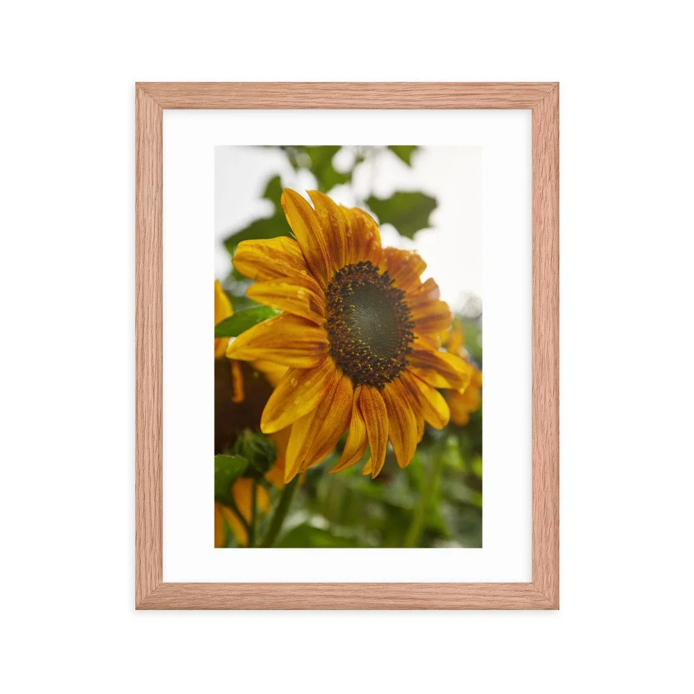 enhanced-matte-paper-framed-poster-(in)-red-oak-11x14-transparent-672a25bbebb6b.jpg