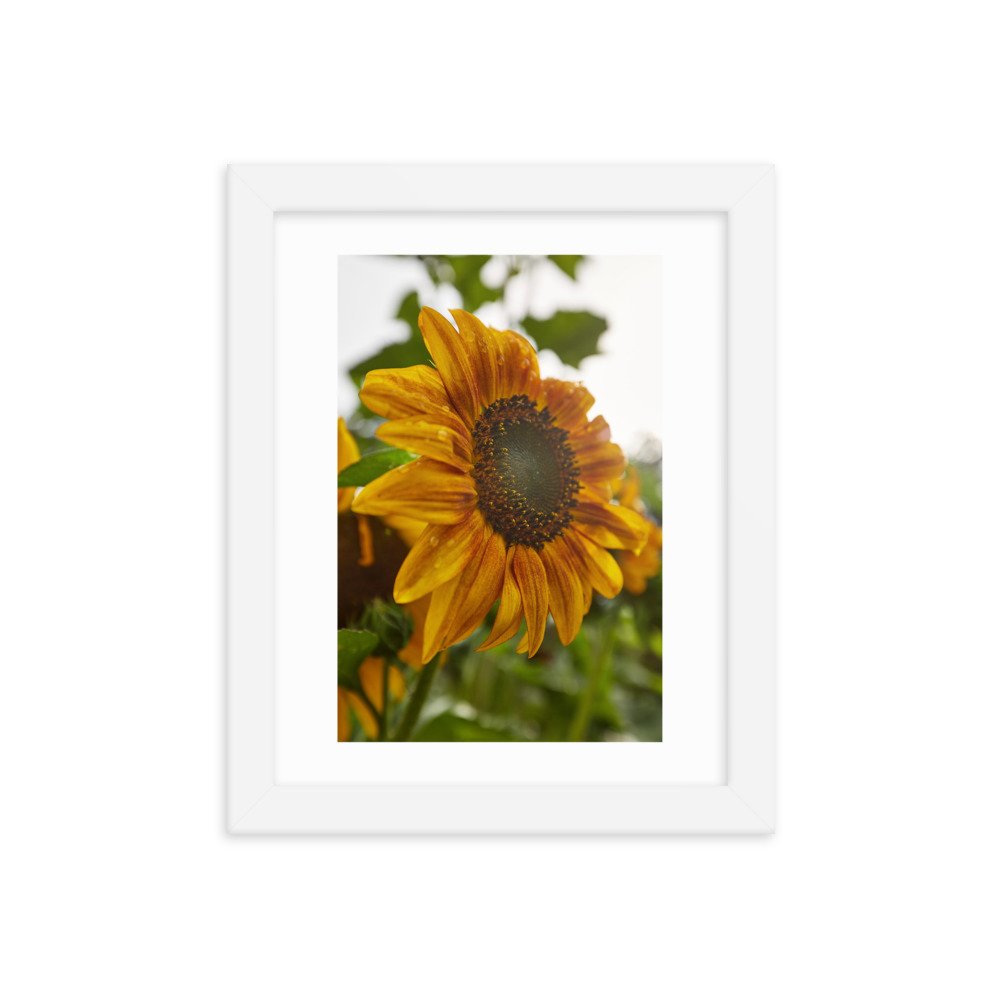 enhanced-matte-paper-framed-poster-(in)-white-8x10-transparent-672a25bbec1a0.jpg