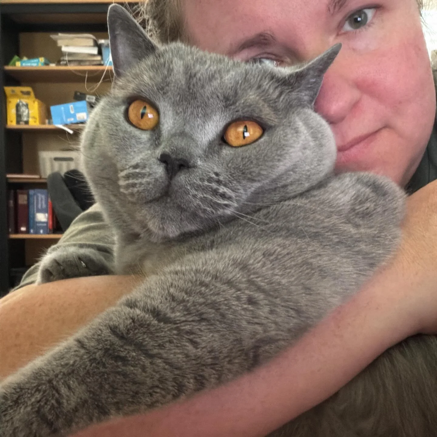 It&rsquo;s exceptionally hard to edit with a cat in your arms. But when Baxter demands cuddles, he gets them.😻 #bookeditor #kittycuddles #birdandbearediting