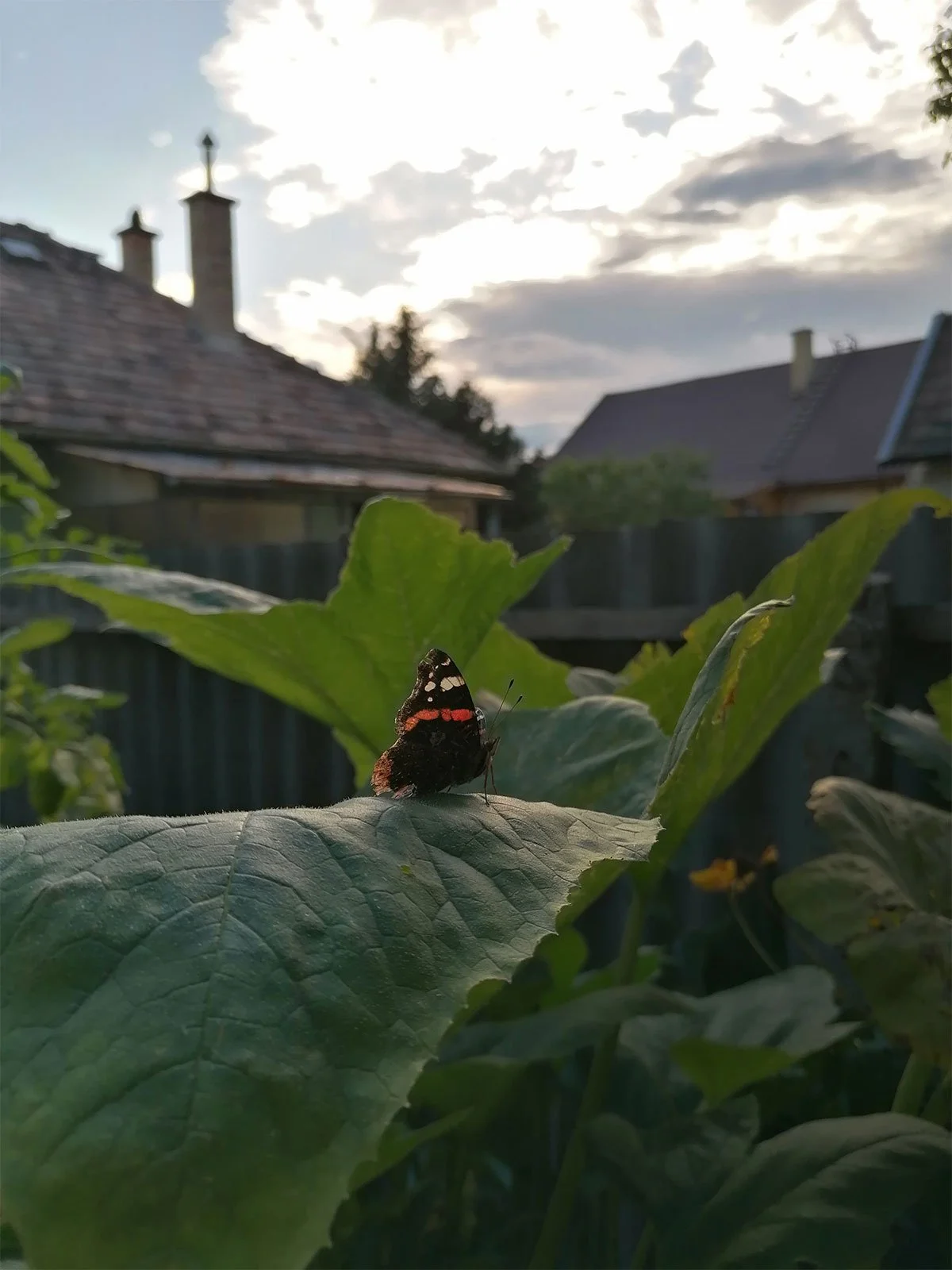 Biophilic connection and gentle transformation — nature’s presence as a source of artistic inspiration.