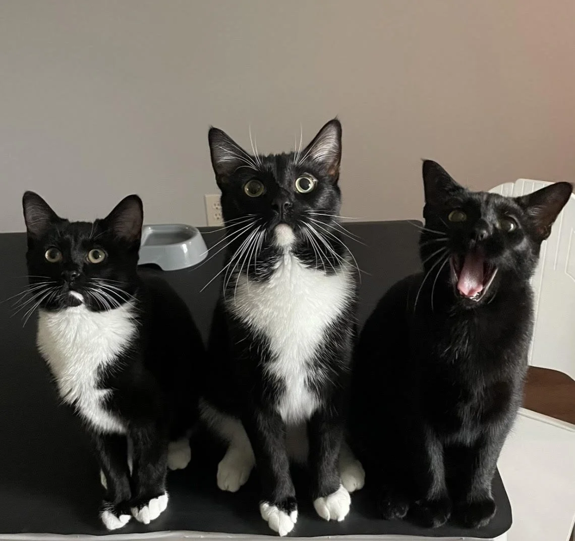 Three black and white cats sitting on a black surface with a gray background, one with mouth open yawning, one looking at the camera with wide eyes, and one with a surprised expression.