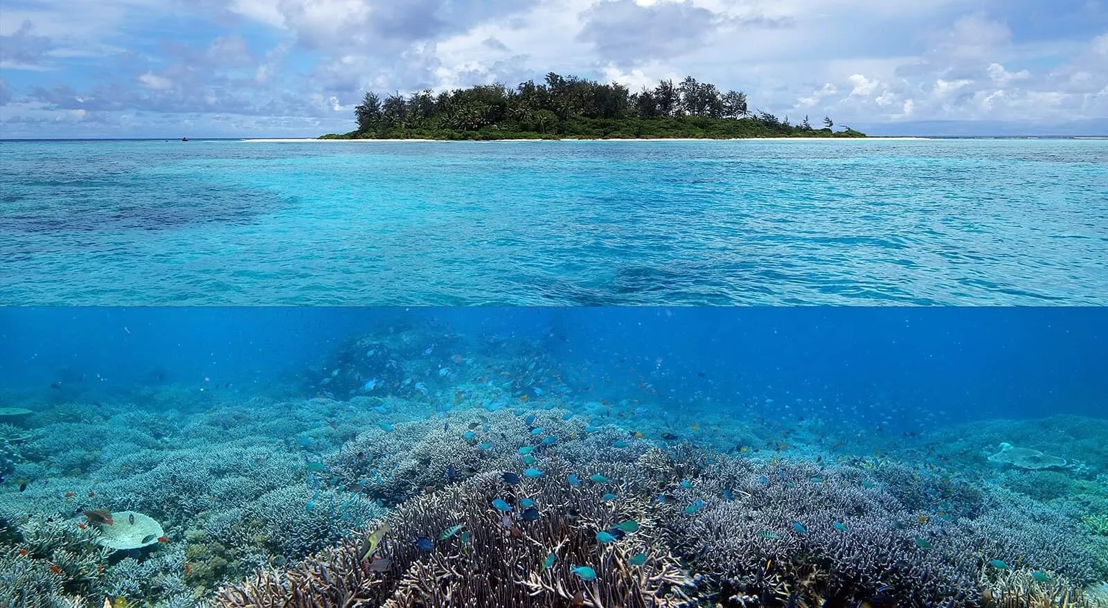 The Coral Sea Foundation launches the PNG Marine Conservation Initiative 2020