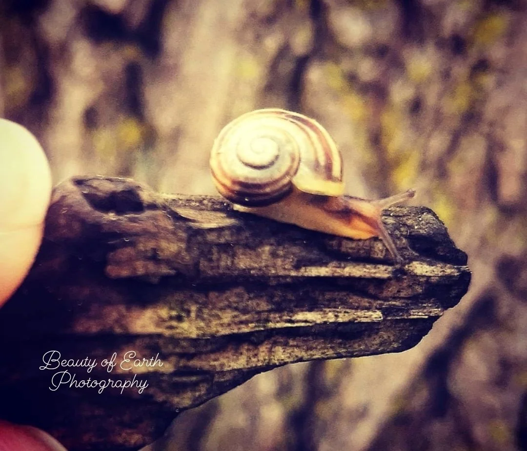 For The Love of Nature