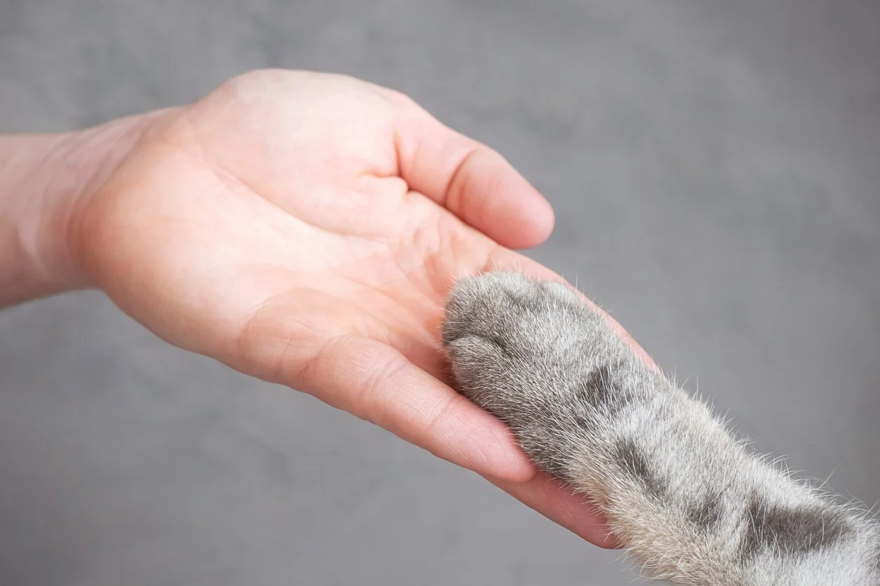 Cat paw in hand.jpg
