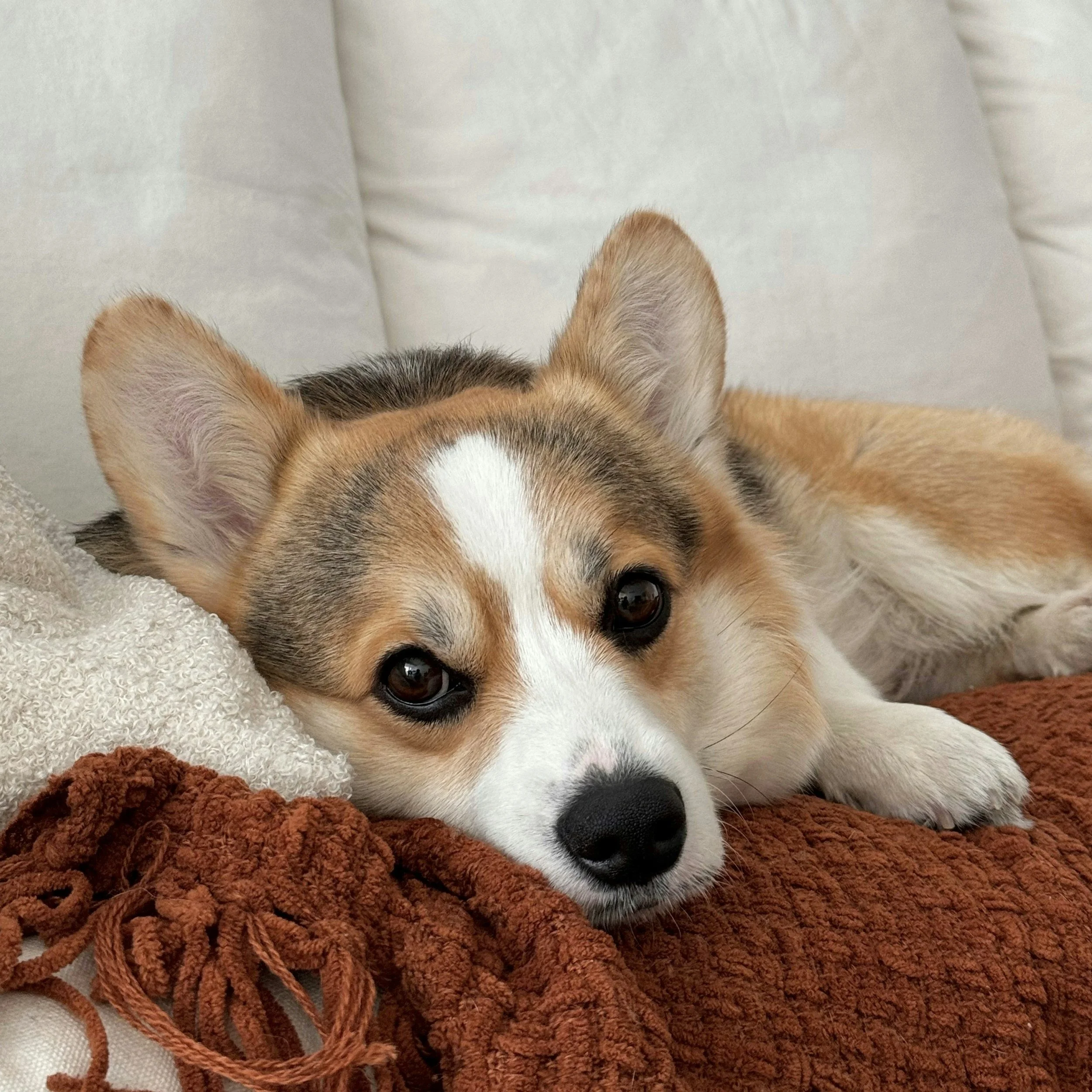 A cute Corgi puppy with brown, white, and black fur lying on a textured rusty-red blanket, resting its head on a beige pillow.