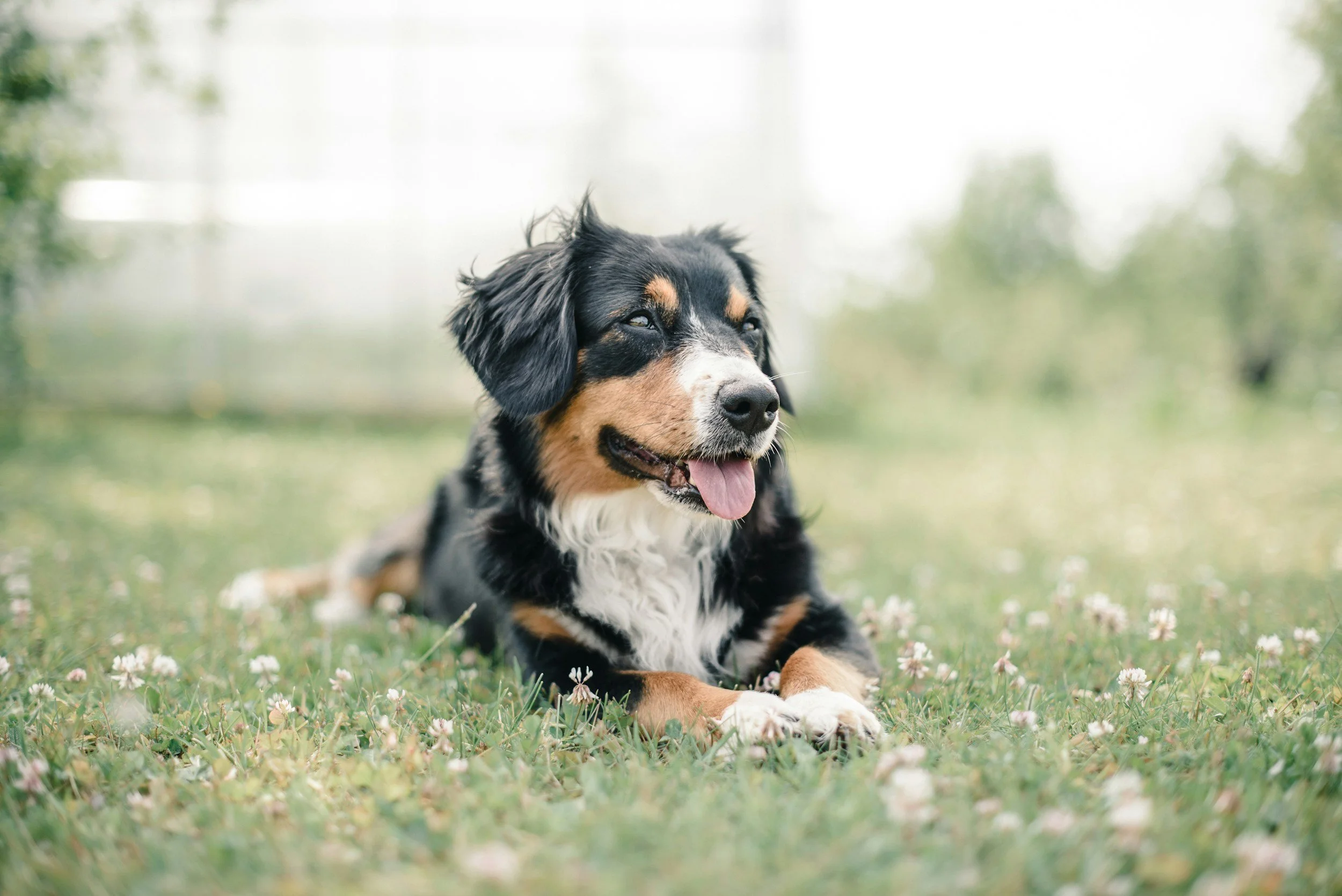 A Bernese Mountain Dog puppy lying on a grassy field with small white flowers, with a blurred green and white background.