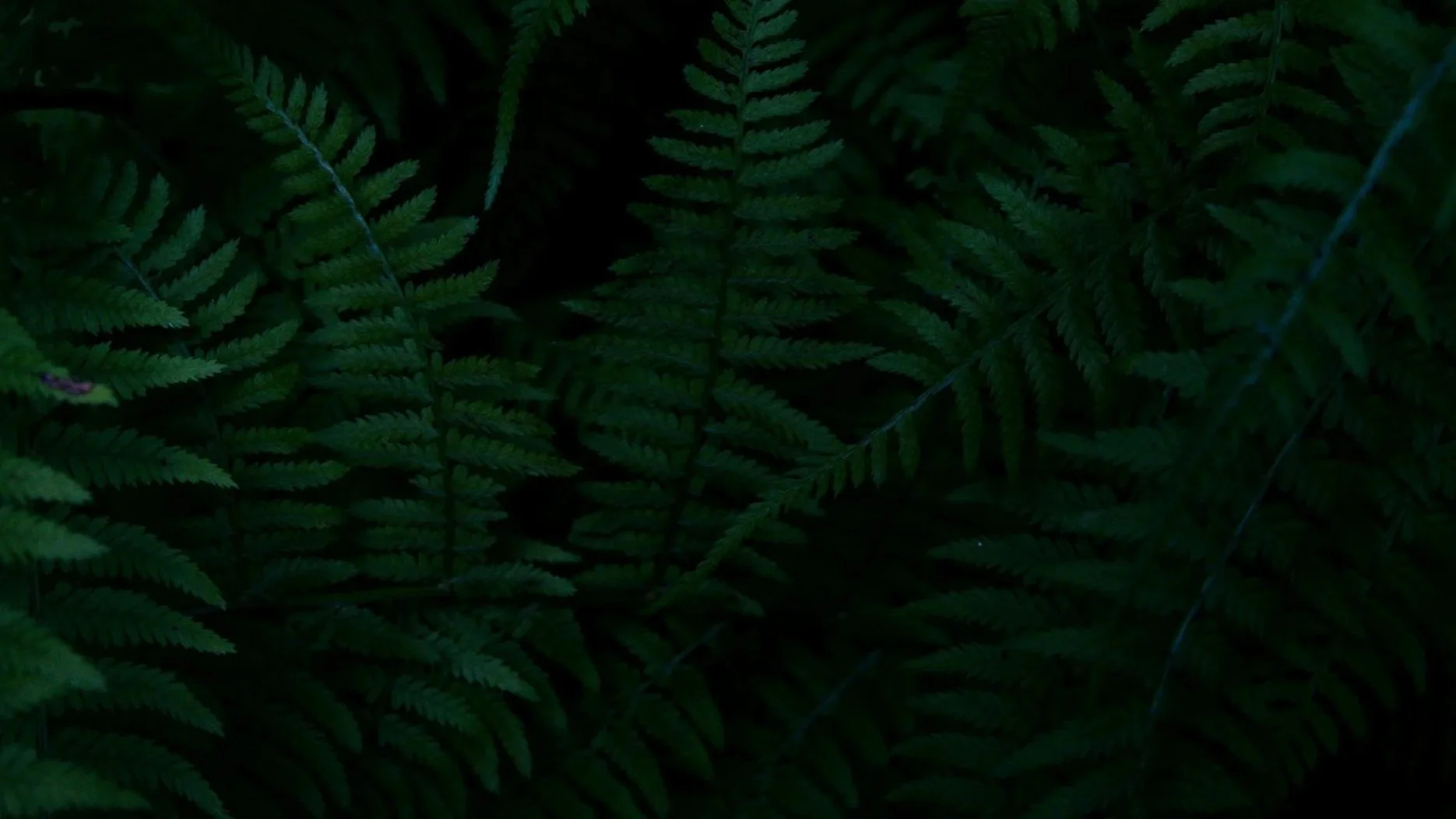 Dense green fern leaves in a forest setting.