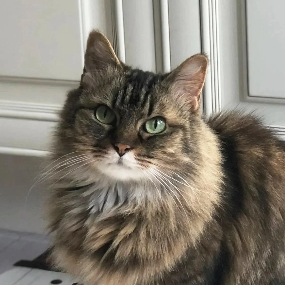 Close-up of a long-haired tabby cat with green eyes, sitting indoors against a white cabinet background.