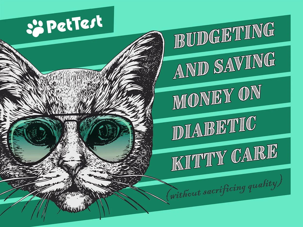 Budgeting_Cat_Blog_Thumbnail.jpg