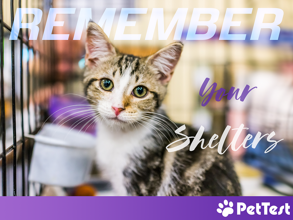 remember-shelters-thumbnail.png