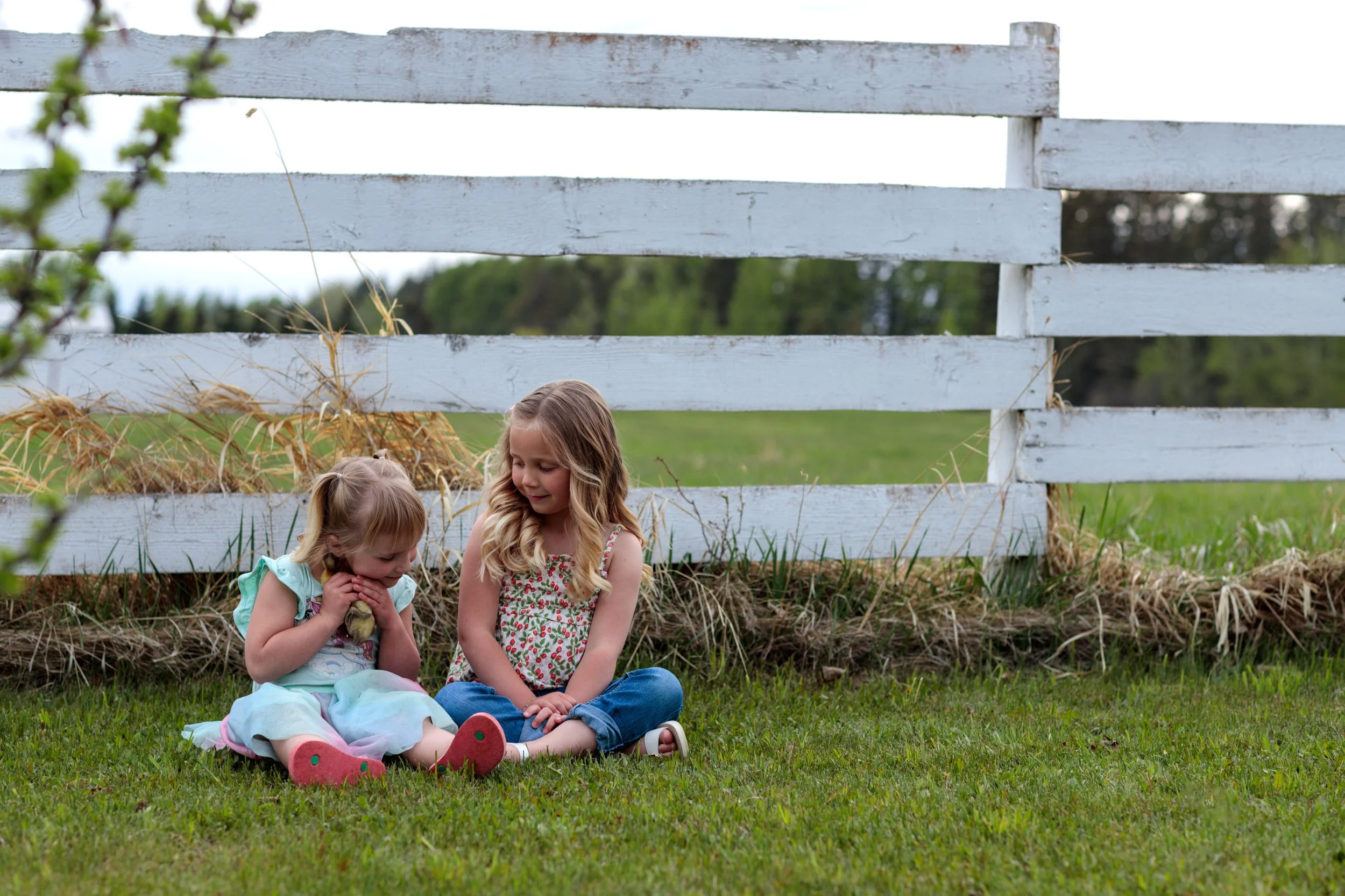 Two young girls sitting on grass outside near a white wooden fence, one girl holding a small yellow chick, both girls smiling and looking at the chick.