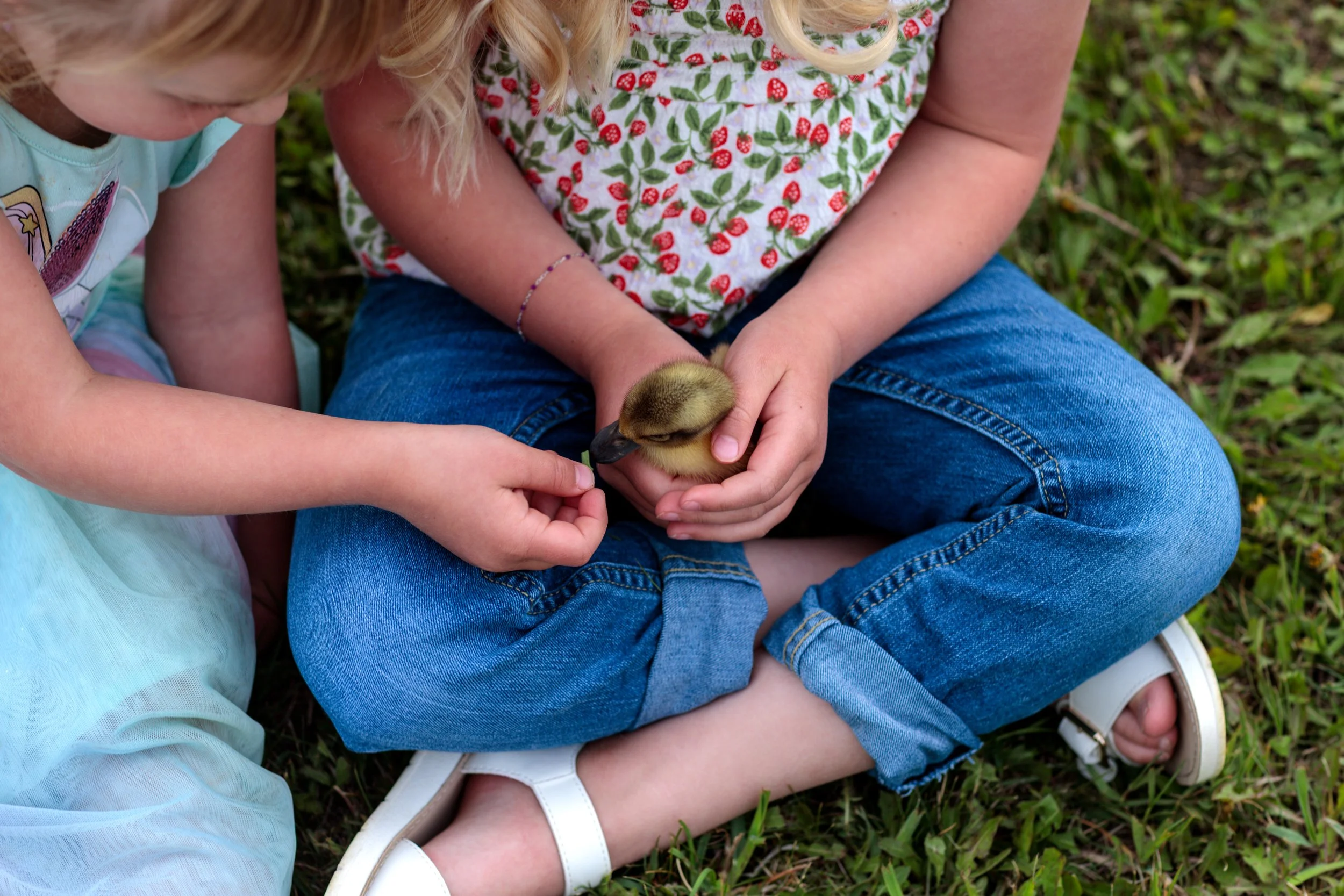 Two young girls sitting on grass, gently holding a small duckling.