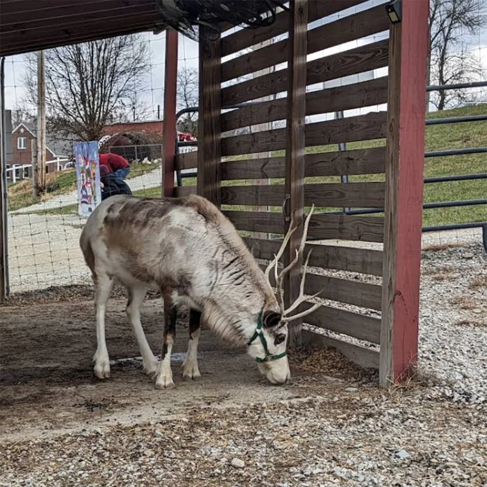 A 'Deer'-ly Beloved Family Getaway