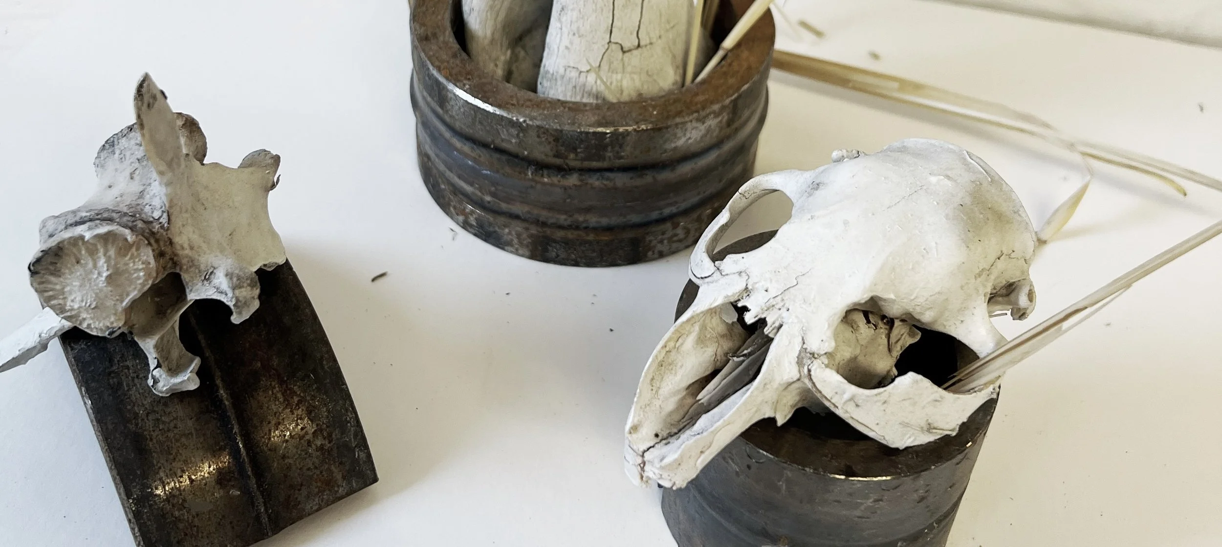 The Observer: A Love Letter to Moss, Snails, and Forgotten Things 