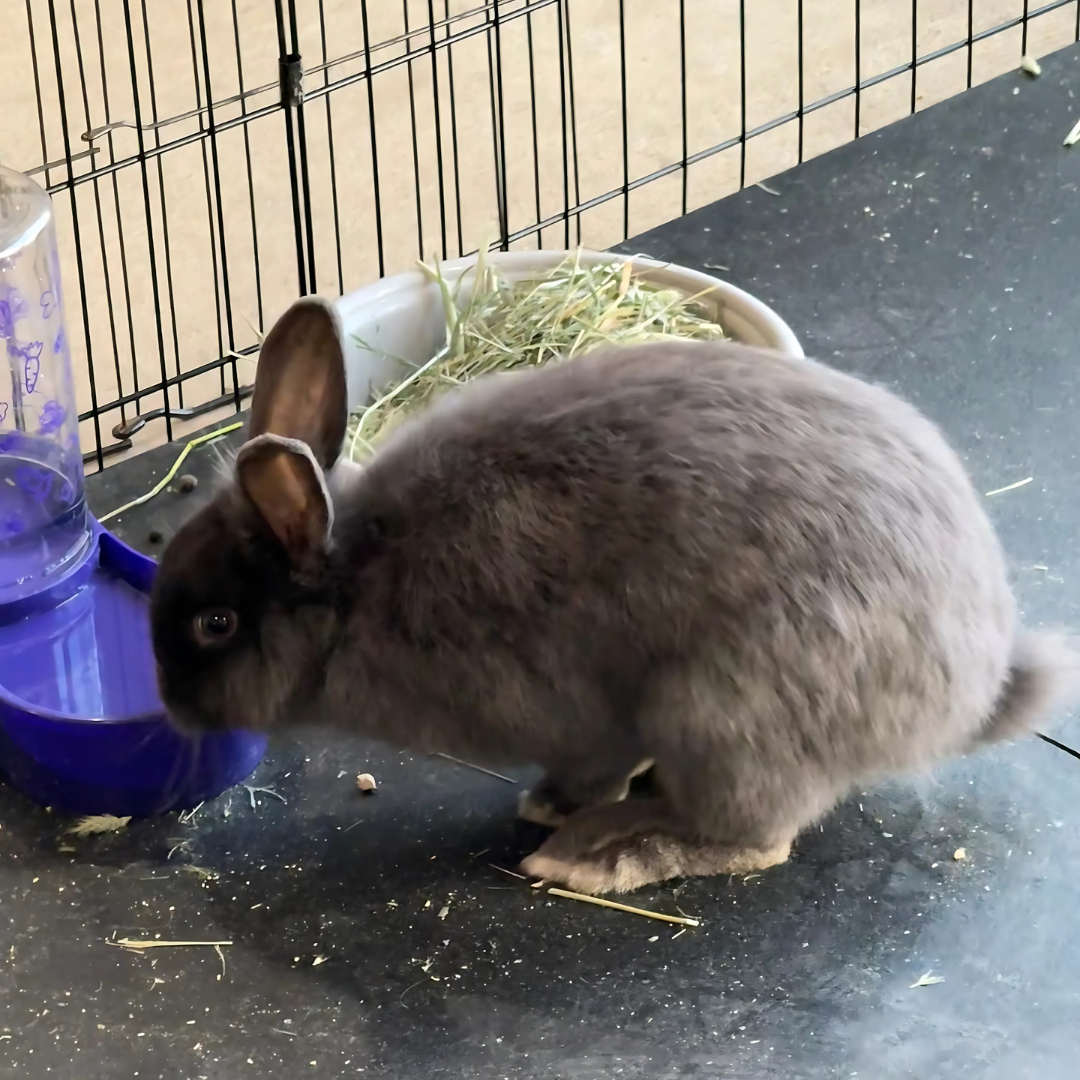 Untitled design-2.png