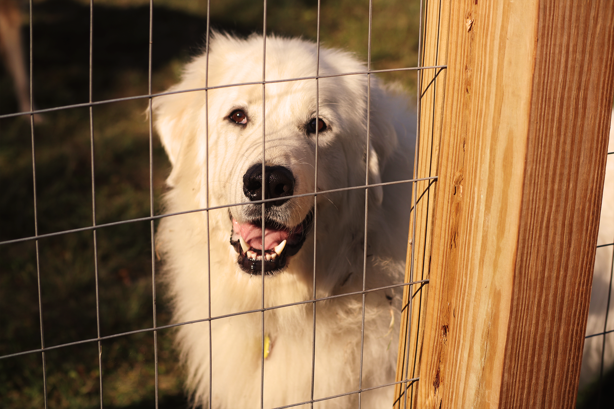 Arlo, a great pyrenees