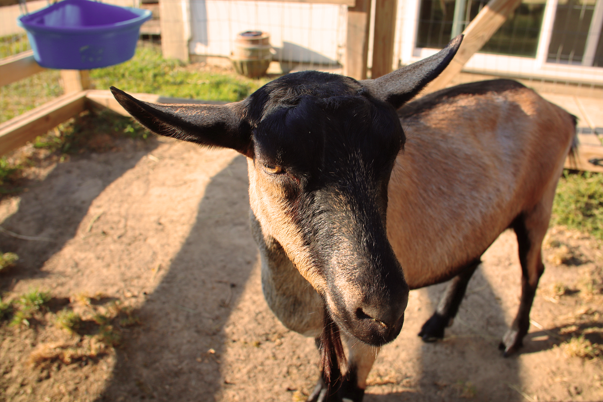 Cheddar Headshot.png