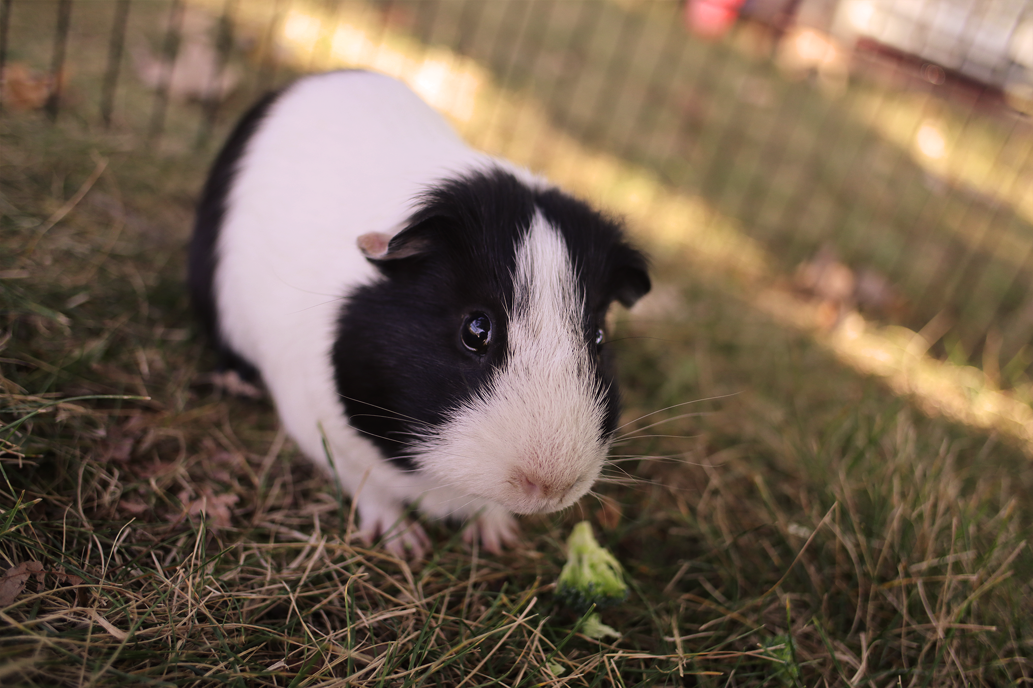 Oreo.png