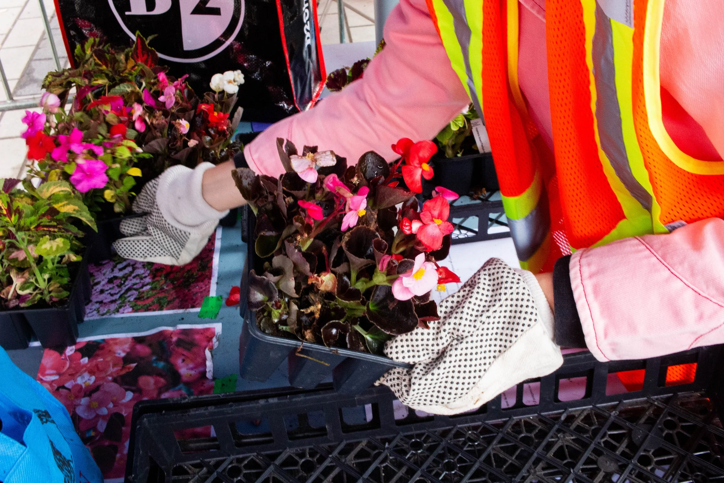 Distribution de fleurs et fines herbes (groupes)