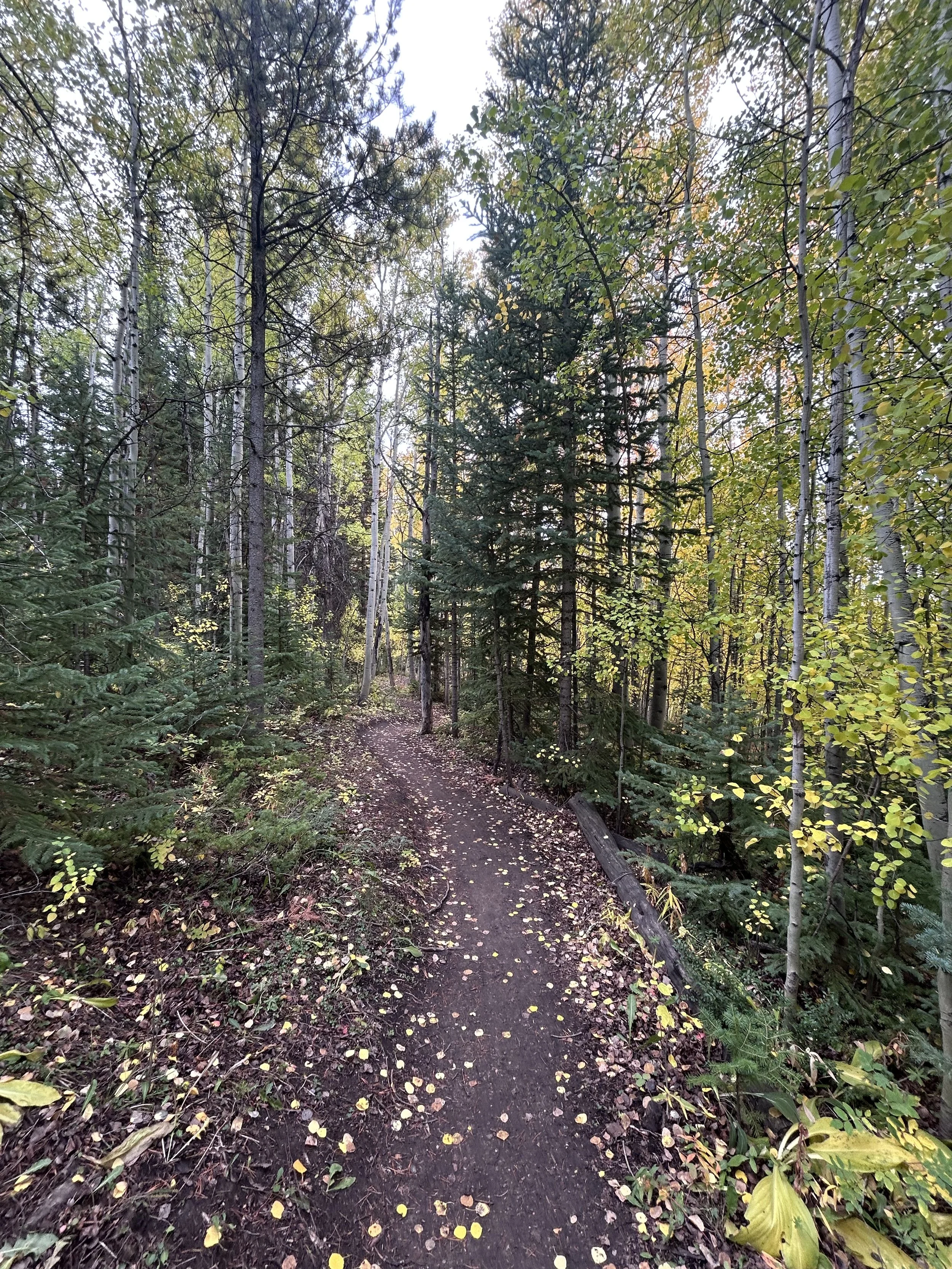 This is the weekend for leaf peeping in winter park, co