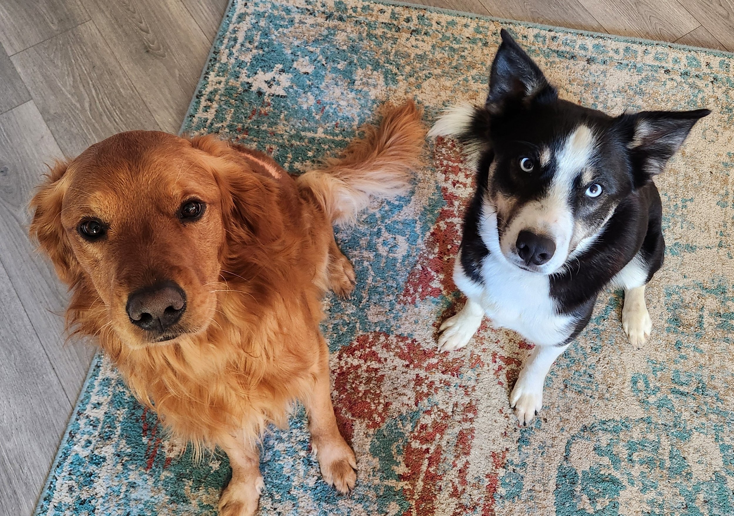 A golden retriever and a black and white husky lying on a patterned rug on a wooden floor, looking up at the camera.
