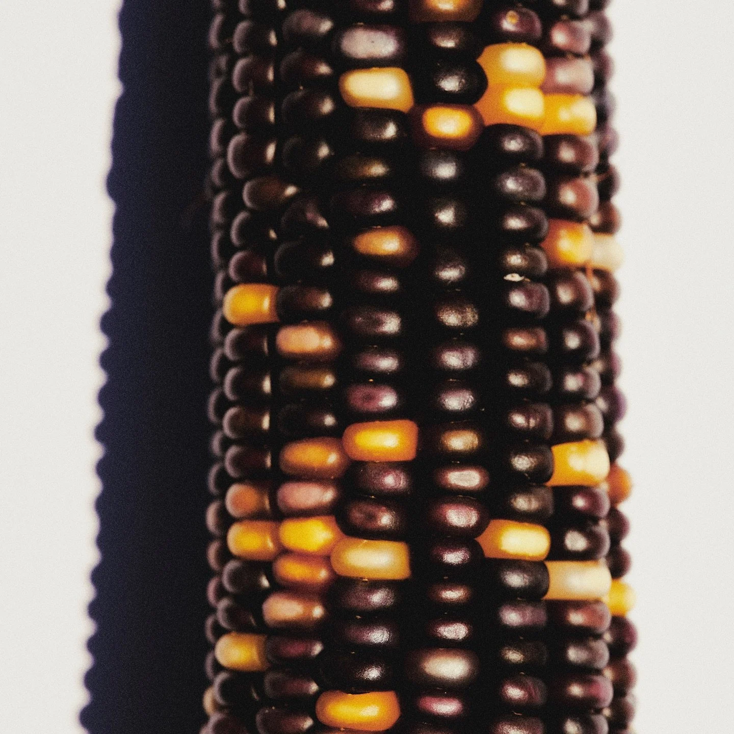 Seeds are identity. 
In this land, the grain remembers. Seeds migrate and mingle, carrying the voices of the fields and the quiet knowledge of those who keep them. The Millo Corvo, (crow corn) dark as a crow&rsquo;s feather, is mixed-memory, a black 
