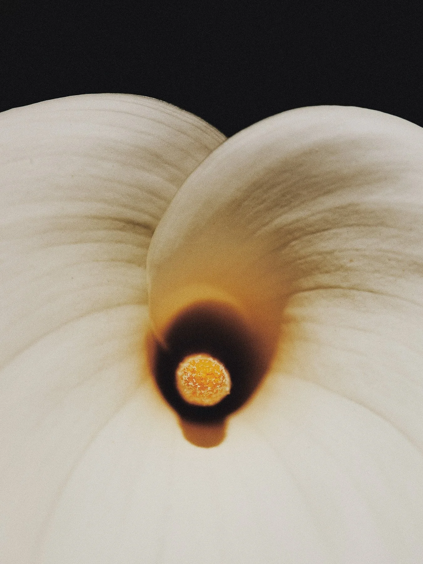 MATERIA ~ I chose the name Materia for this project because, at first glance, it speaks of the tangible: Matter, the spatial and perceptible reality from which things are made, that which, together with energy, constitutes the physical world. 

But t