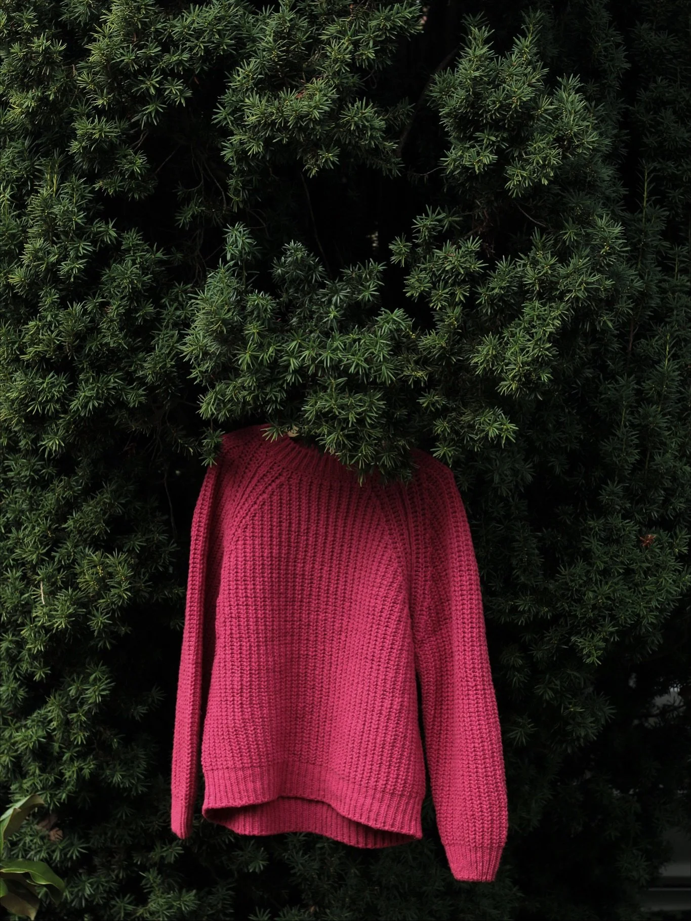 Carmine ~ I&rsquo;d been really looking forward to showing you one of the colors I&rsquo;ve been developing over the past few months.

Years ago I lived in Oaxaca, where I trained in natural dyes, hand-loom weaving, and worked as an assistant to mast