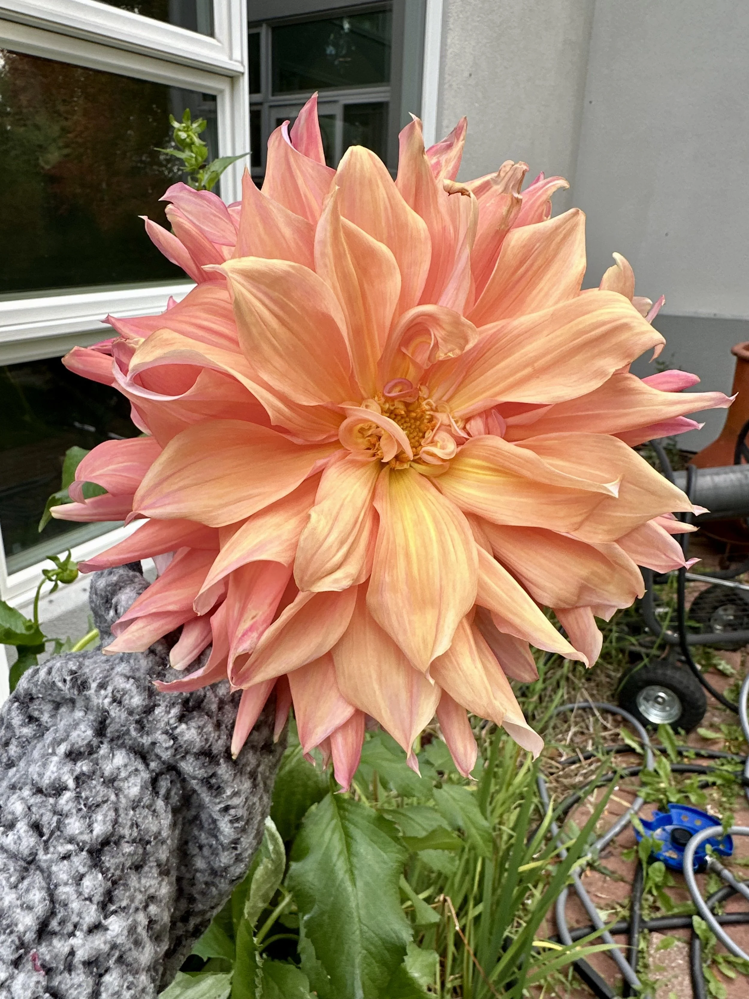 Market Bouquet with Dahlias