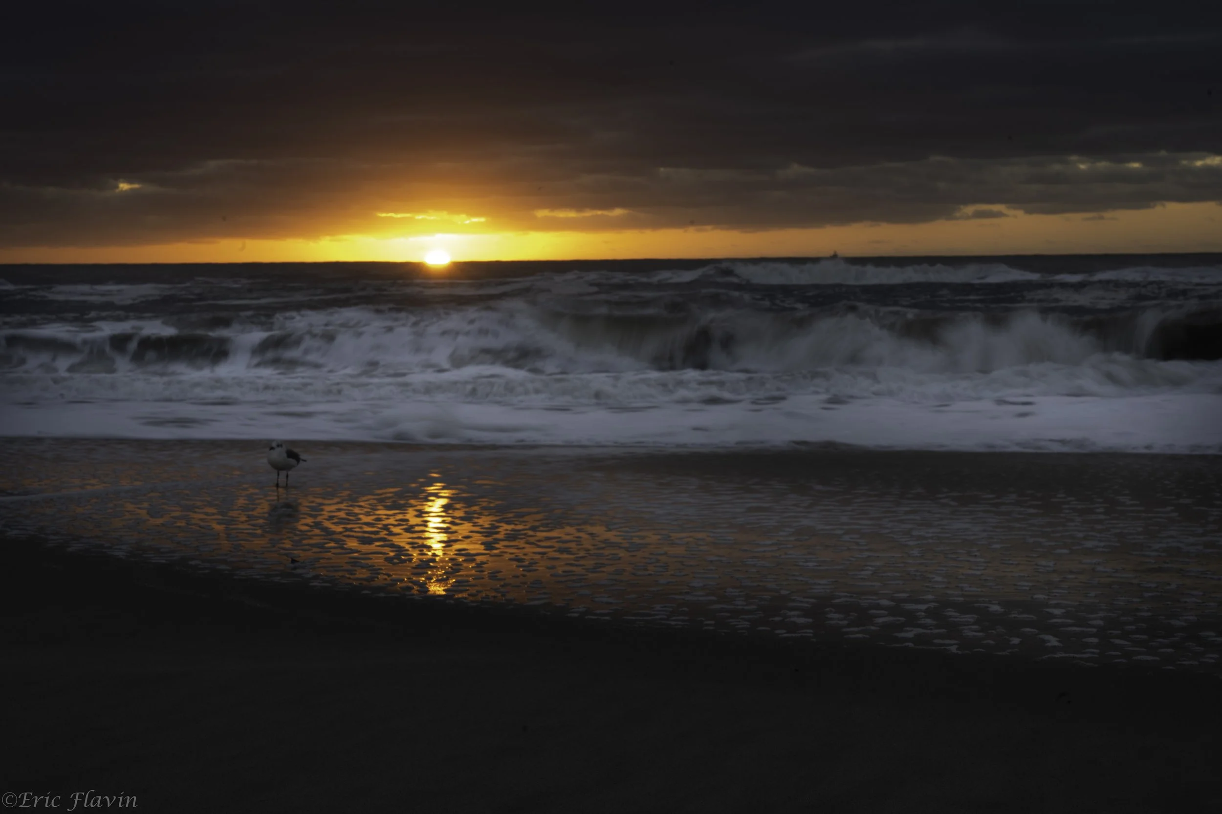 20251003-DSC04708Seagull and waves sunrise.jpg