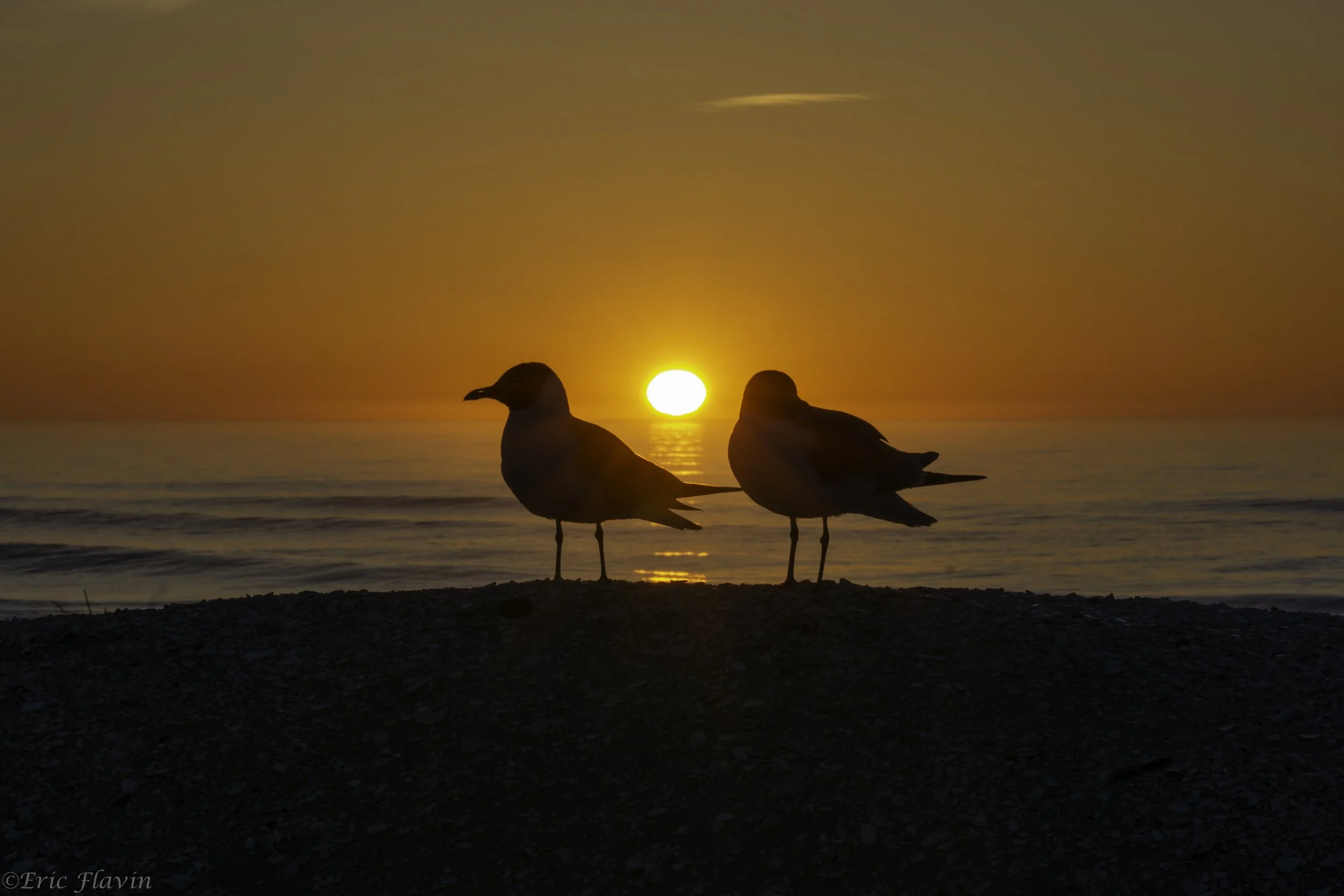 DSC01838Sseagulls and sunrise.jpg
