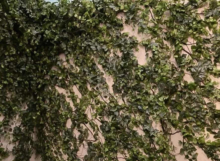 BUSHES, HEDGES & MORE