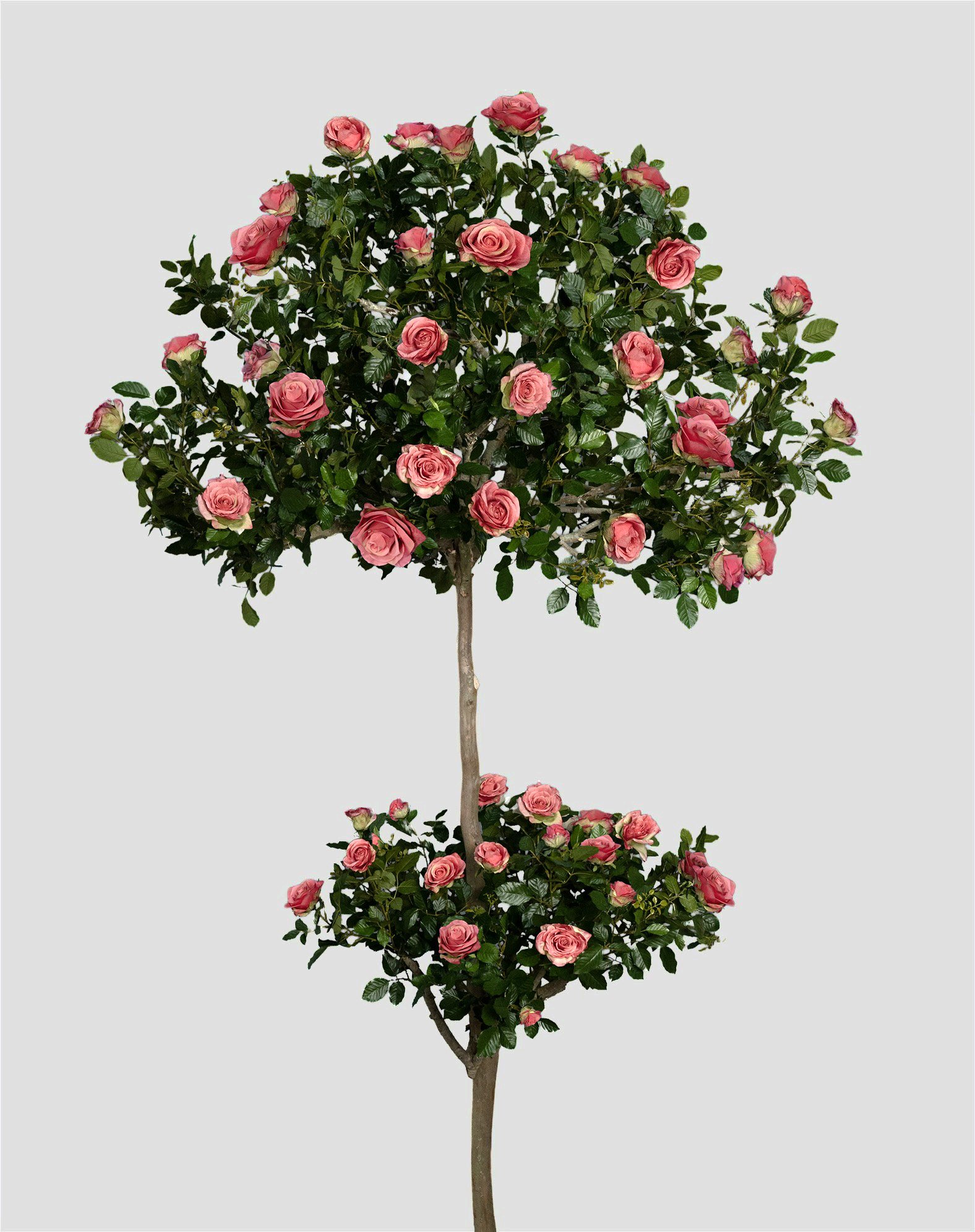 TWO TIER ROSE TOPIARIES IN PINK, 10'