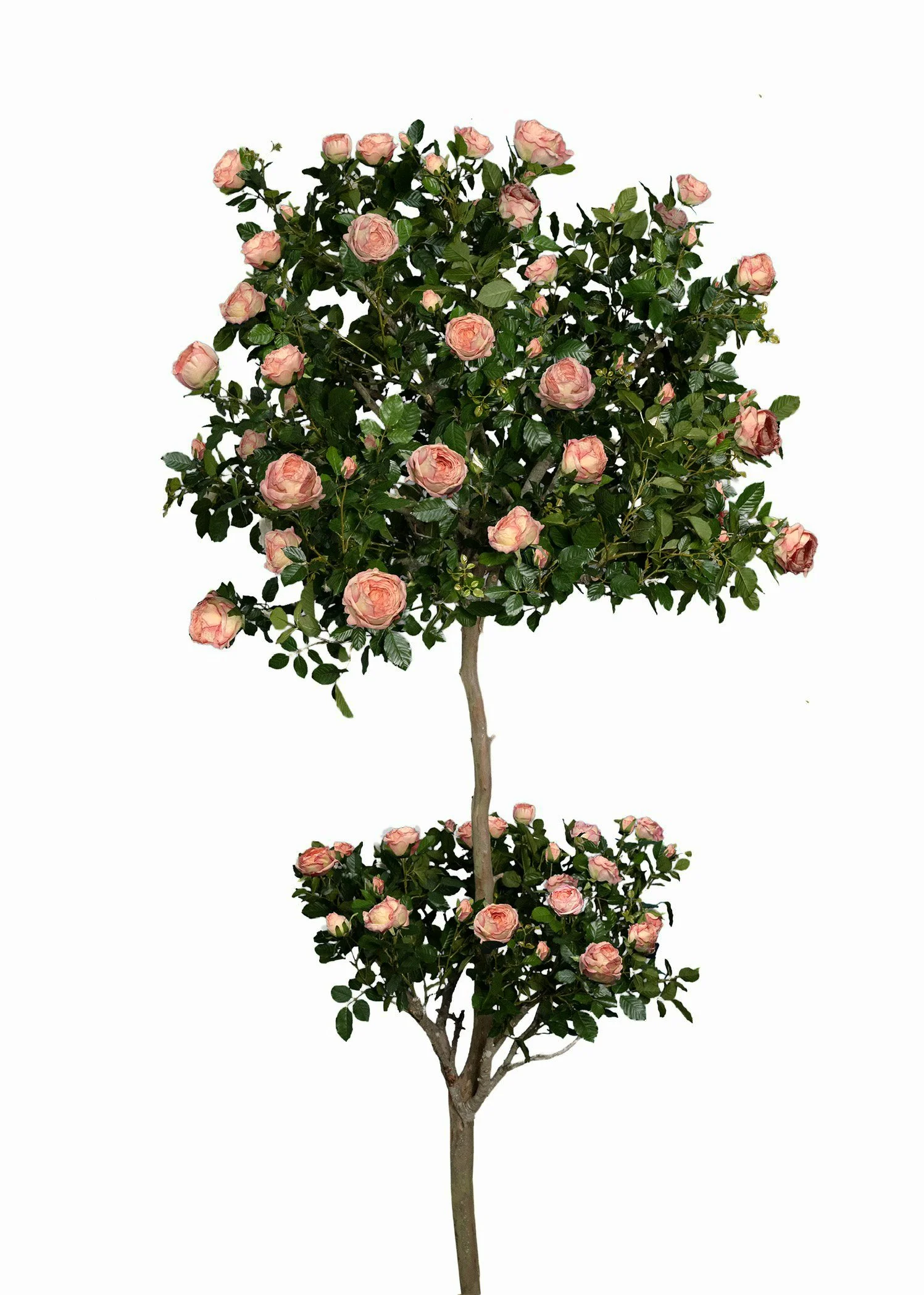 TWO TIER ROSE TOPIARIES IN LIGHT PINK, 10'