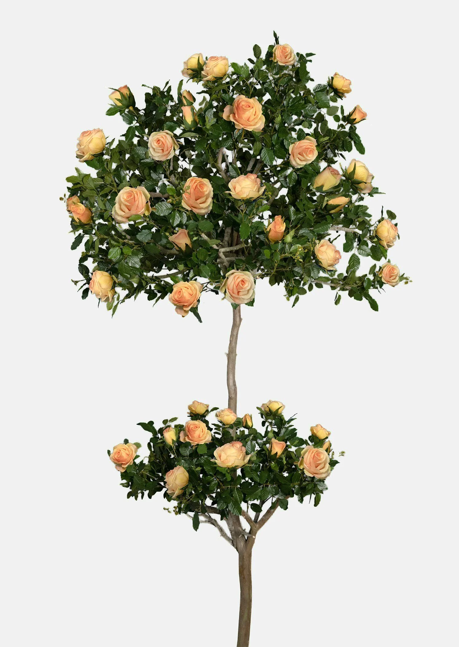 TWO TIER ROSE TOPIARIES IN PEACHY, 10'