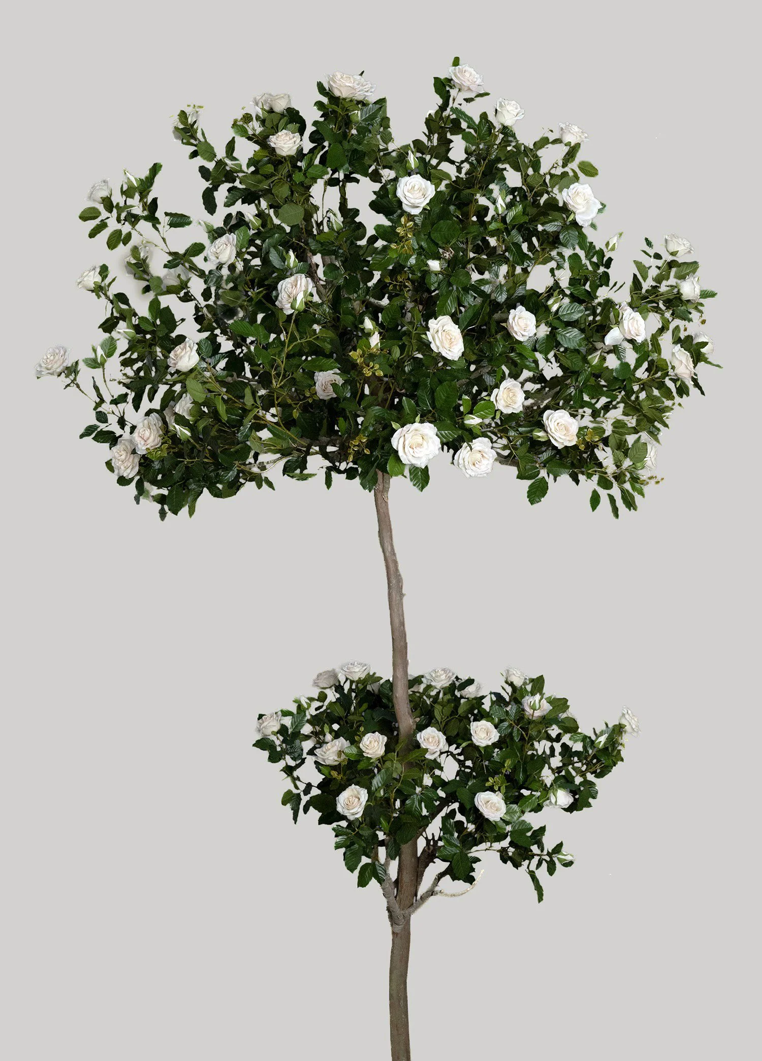 TWO TIER ROSE TOPIARIES IN WHITE, 10'