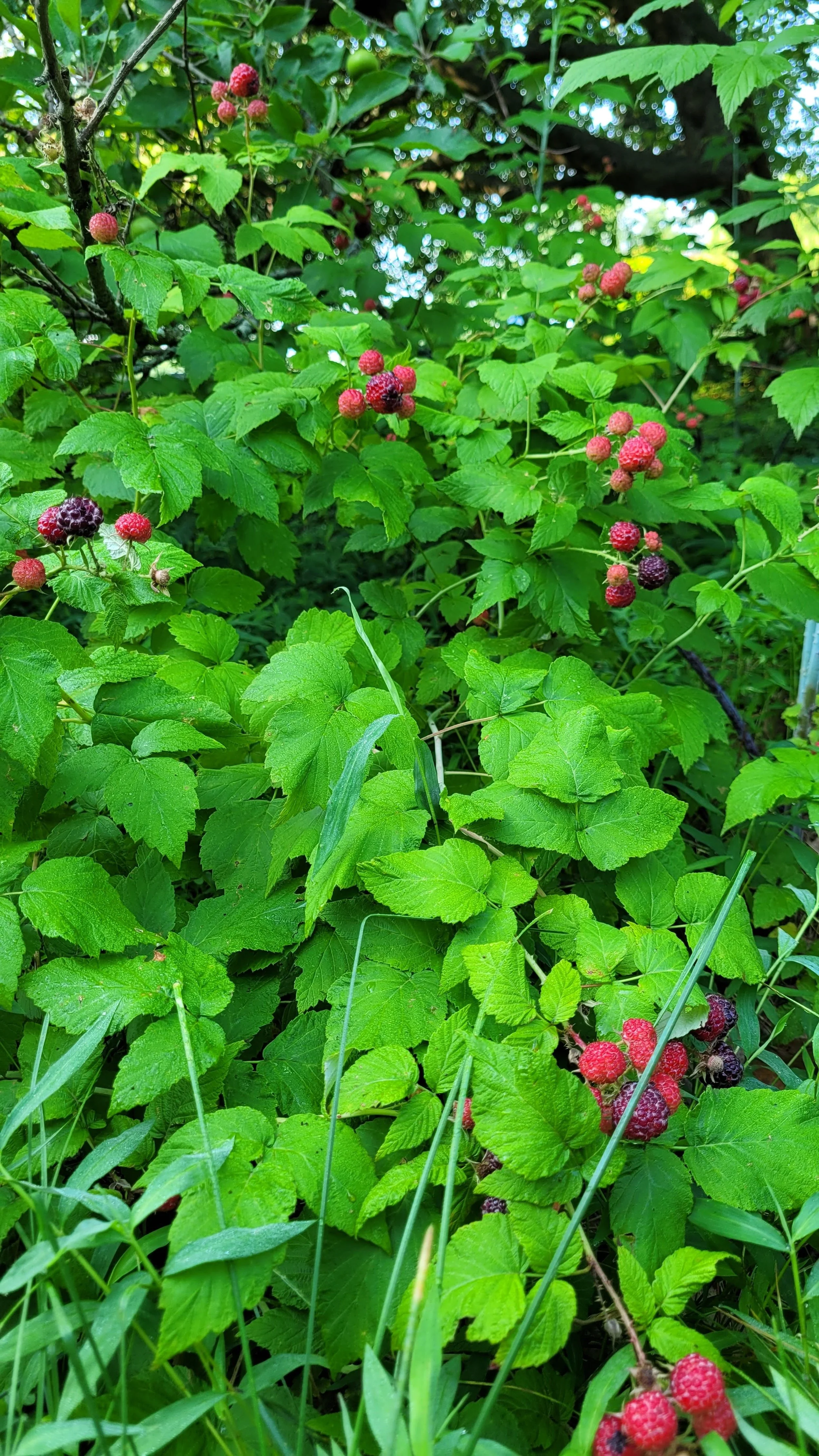20240620_075113.jpg