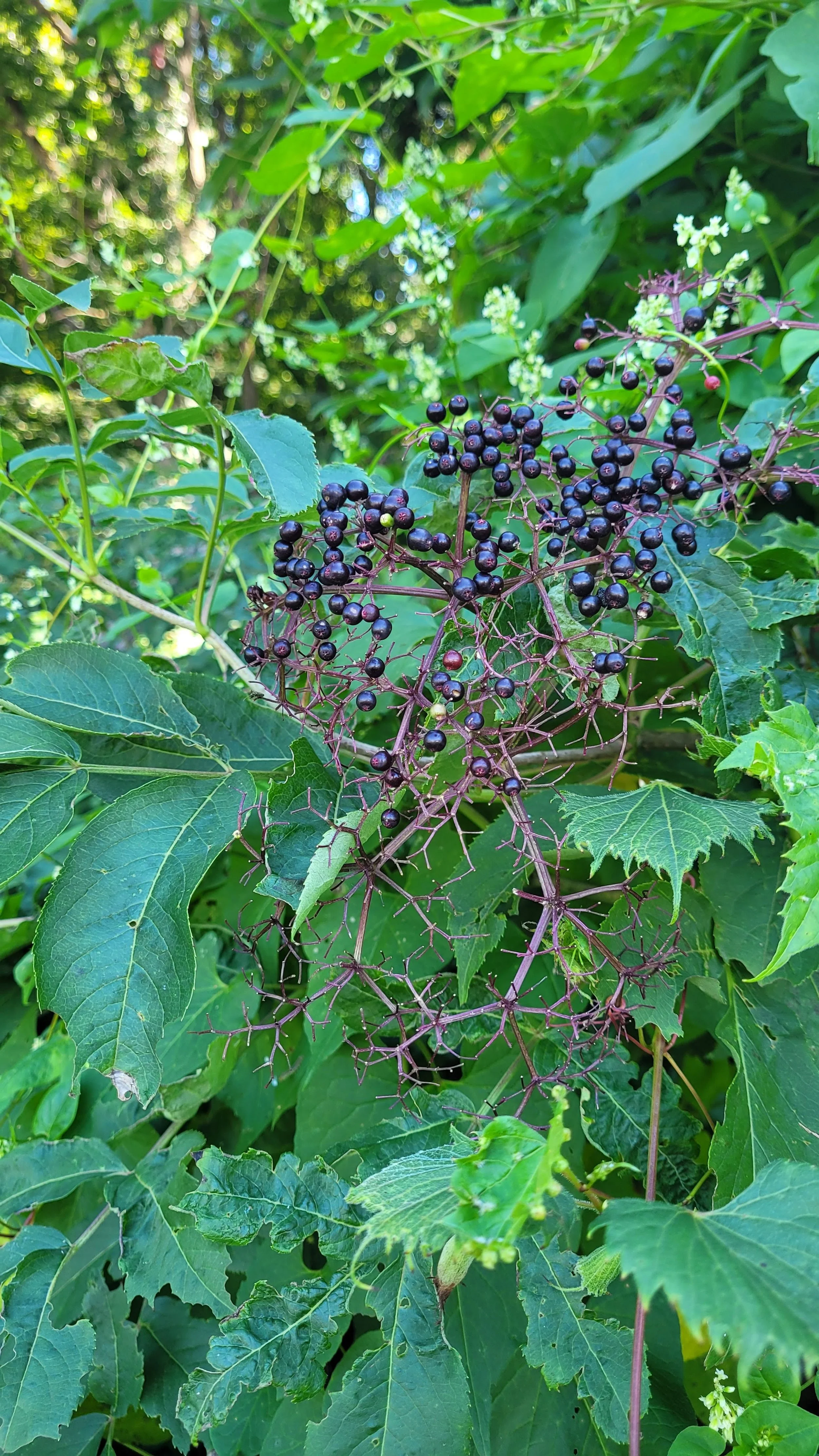 20240831_141253.jpg