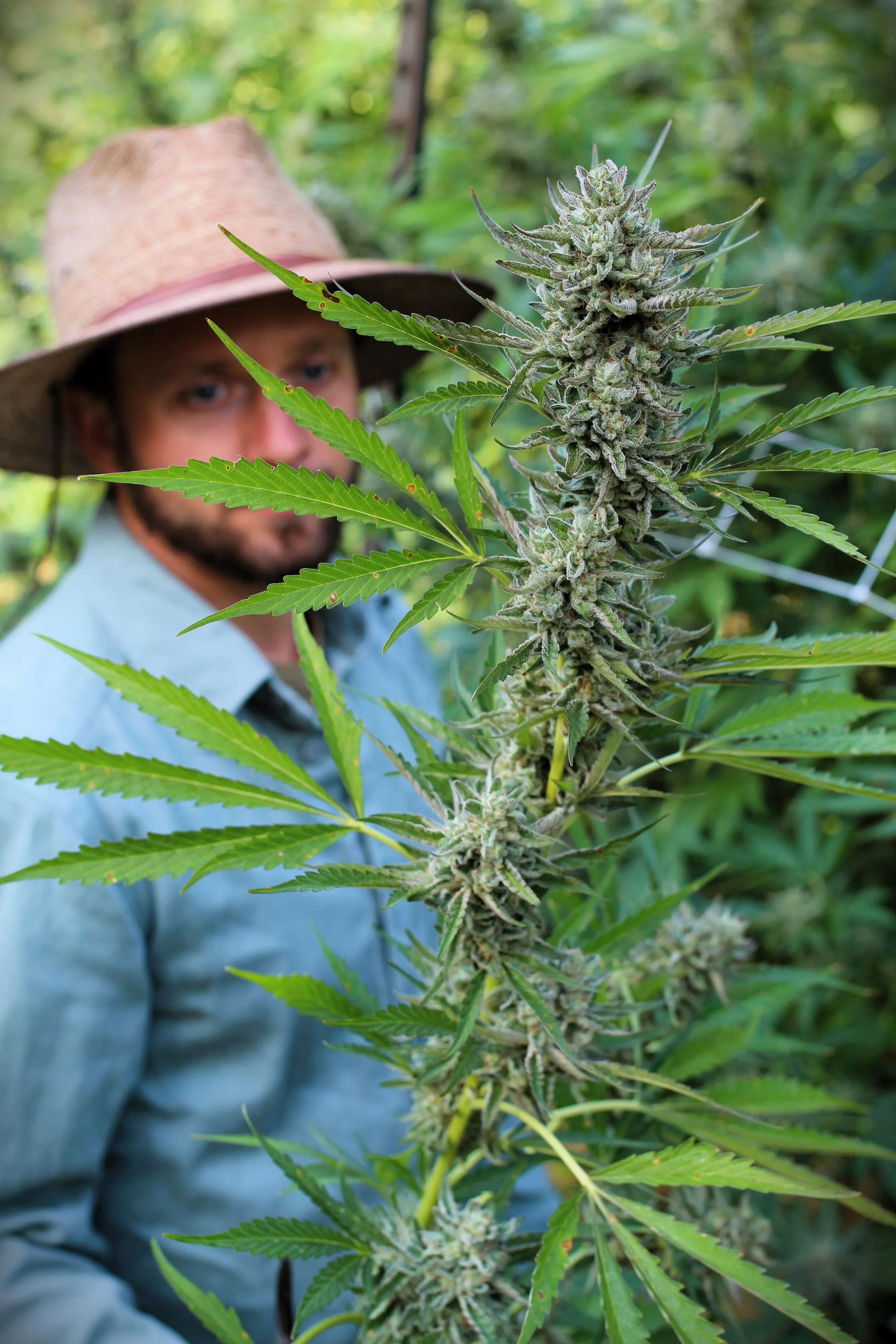 Whitethorn Valley Farms