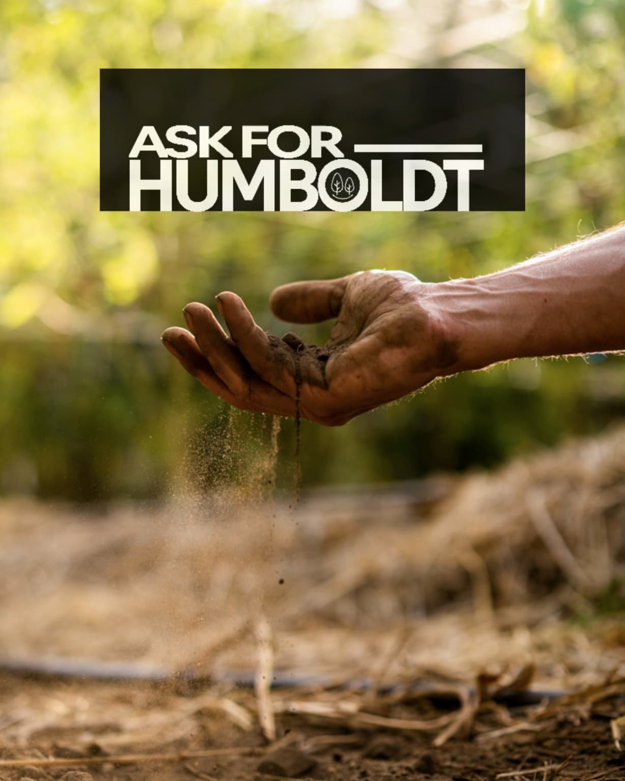 Why Ask For Humboldt?
Asking for Humboldt means opting for unmatched quality and authenticity. Our region's climates and dedicated farmers produce flower that stands out for its unique flavors, aromas, effects, and sustainability. We encourage you to
