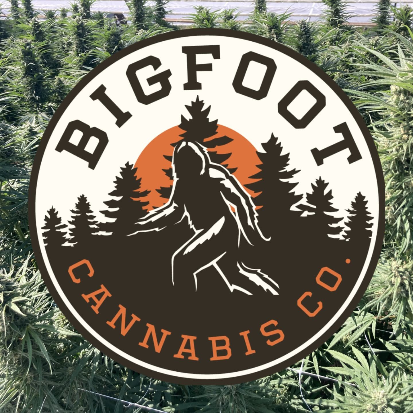 Bigfoot is first and foremost a family owned and operated legacy farm based in Willow Creek, Humboldt County, CA. We grow all our flower directly into the fertile soils along the mighty Trinity River. 
We take pride in bringing only the highest quali