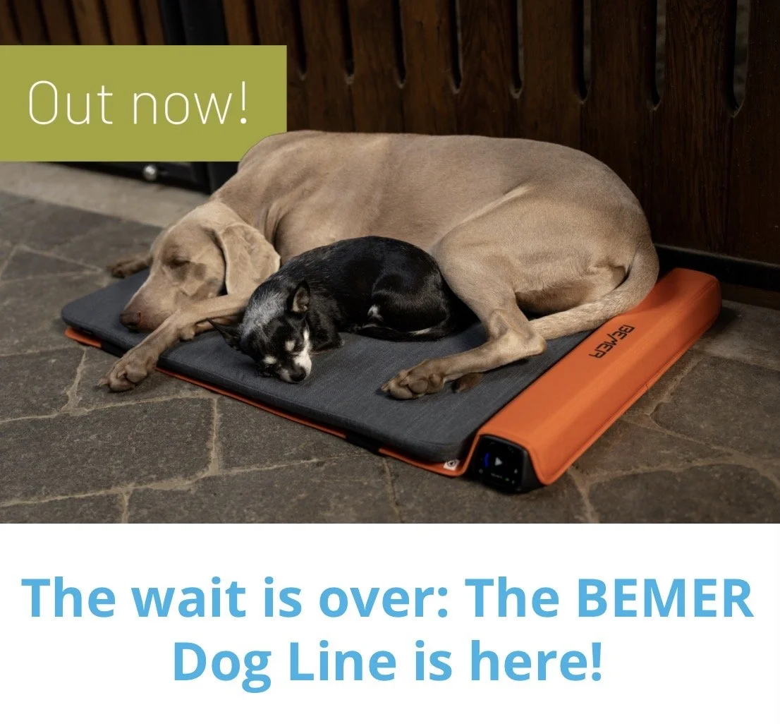 Large & small dog laying on a BEMER Dog Unit pad with an orange control panel on the side