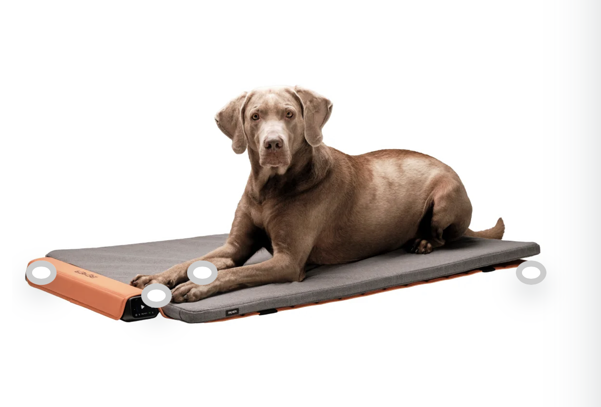 Large dog laying on a BEMER Dog System pad with an orange control panel on the side.