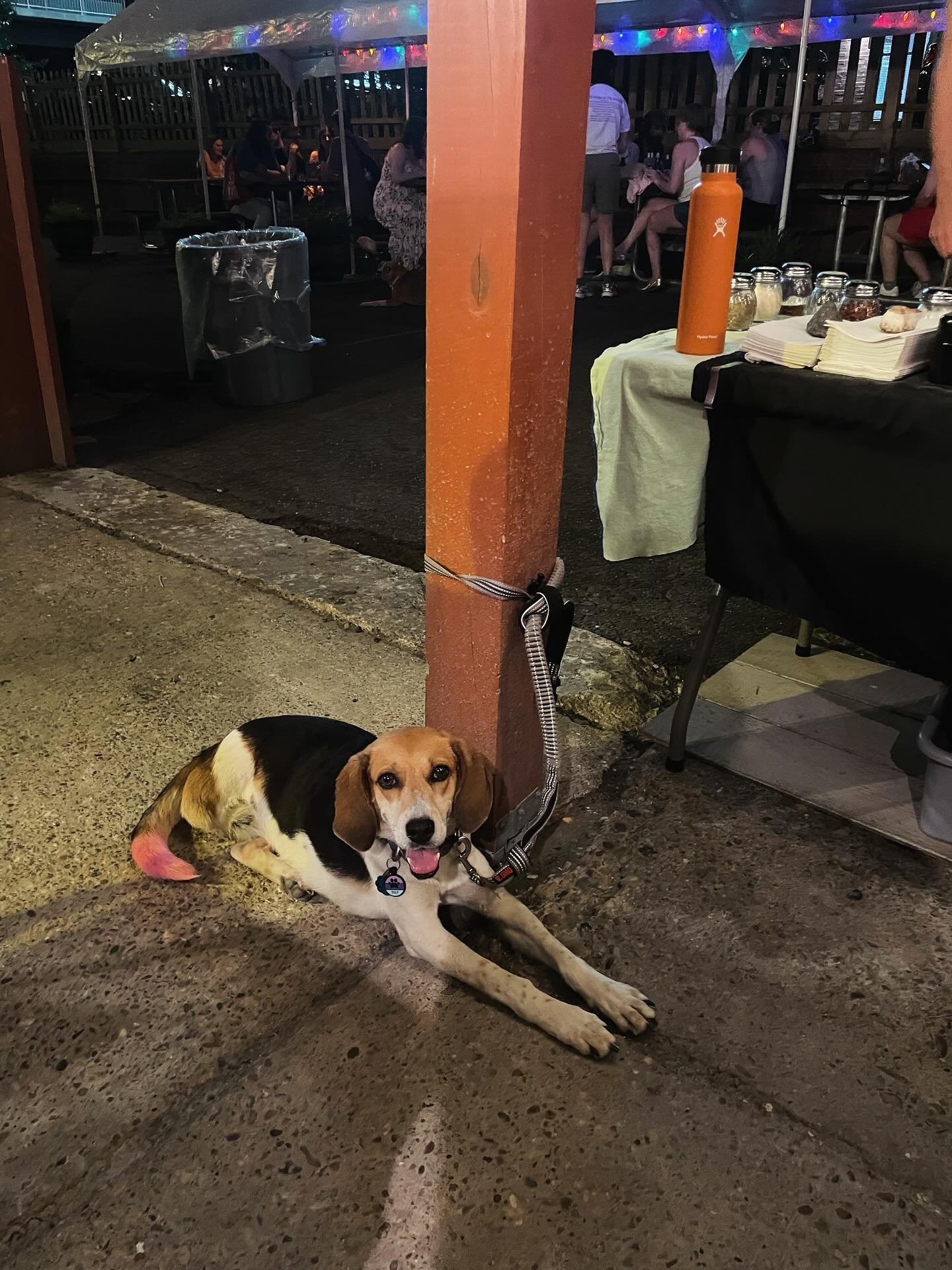 Introducing our employee of the month (from a food safe and appropriate distance of course), Tilly! She loves sneaking pepperoonis, distracting our staff, and greeting everyone exuberantly only to try and steal a slice. Come say hi! P.S. 🏳️&zwj;🌈 h