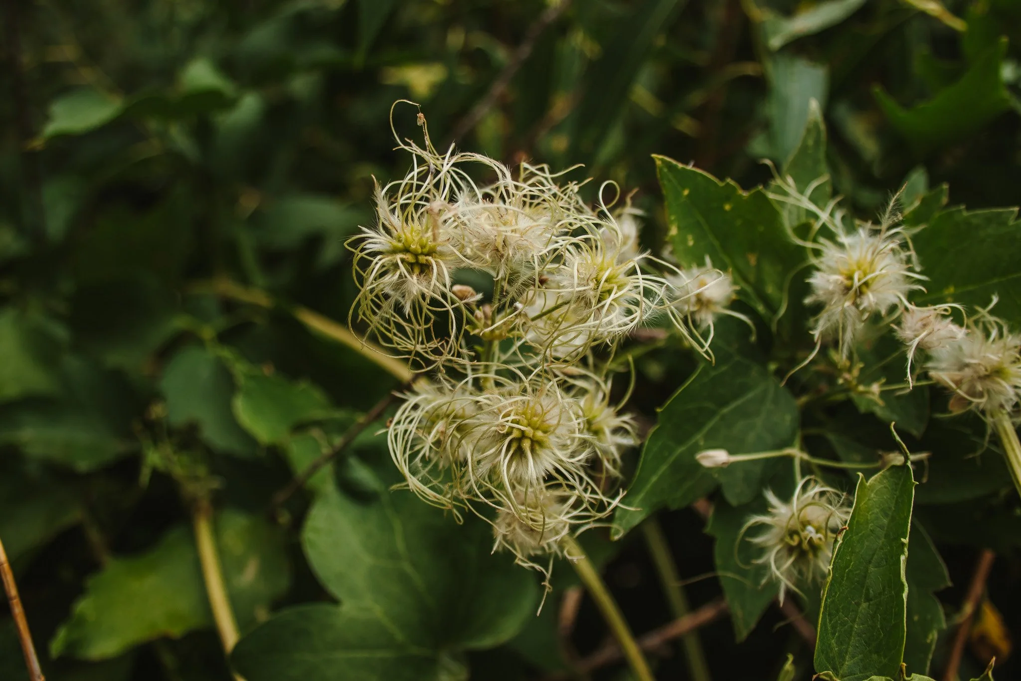 Delicate white wildflower seed heads growing among green leaves in a shaded forest.