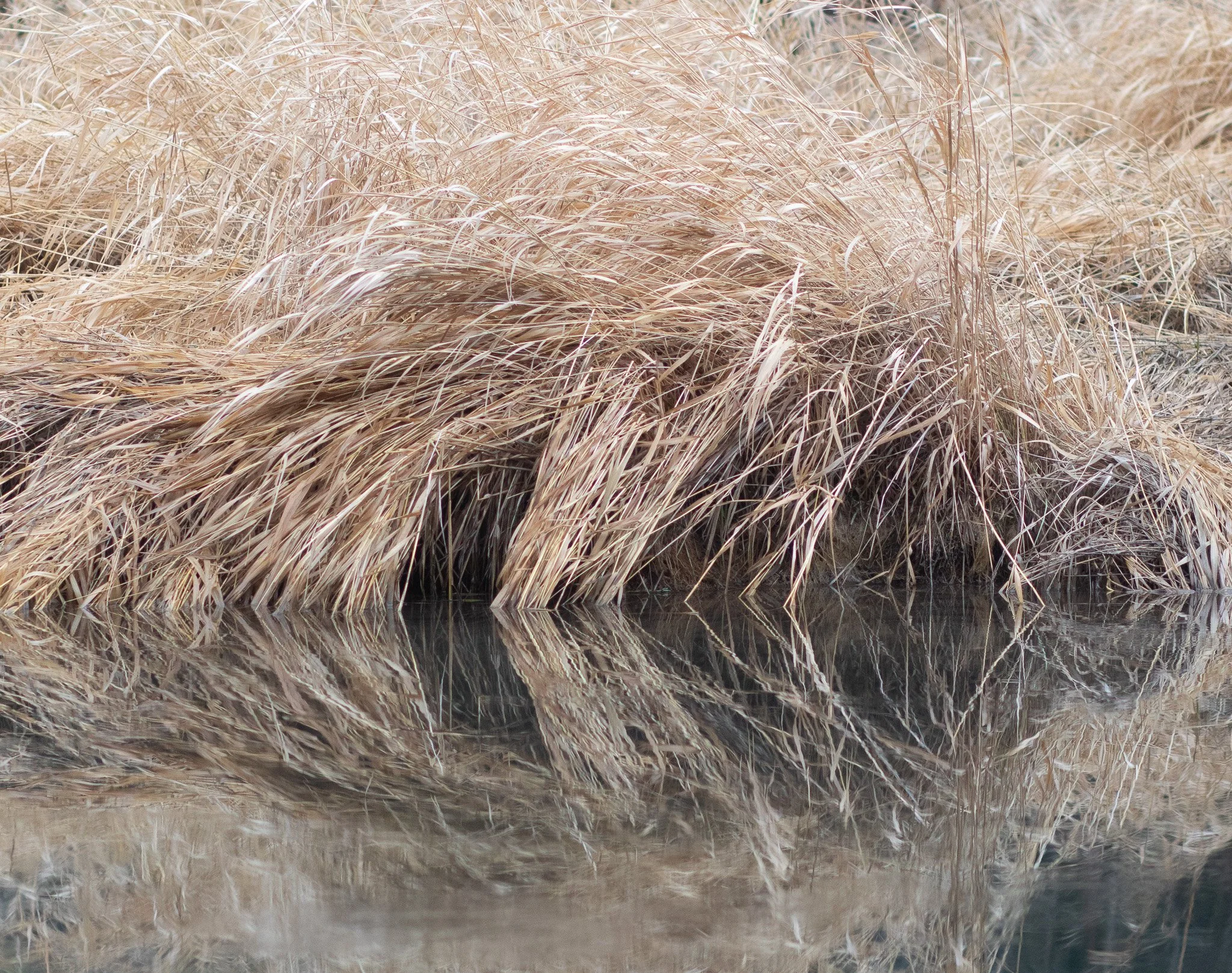 Golden grasses reflected in still water along the edge of a quiet pond.