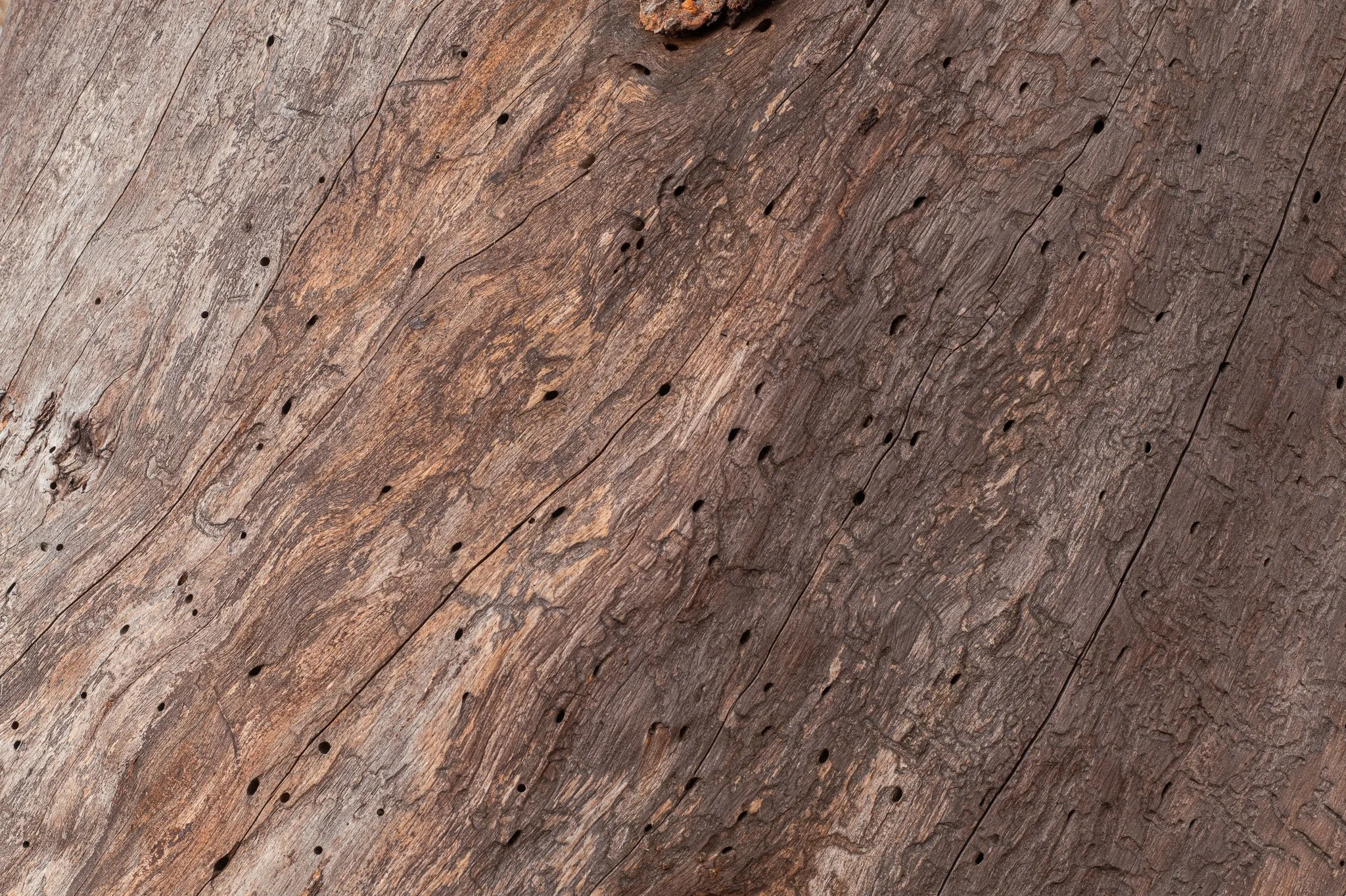 Close-up of weathered wood with visible grain patterns and natural knots.